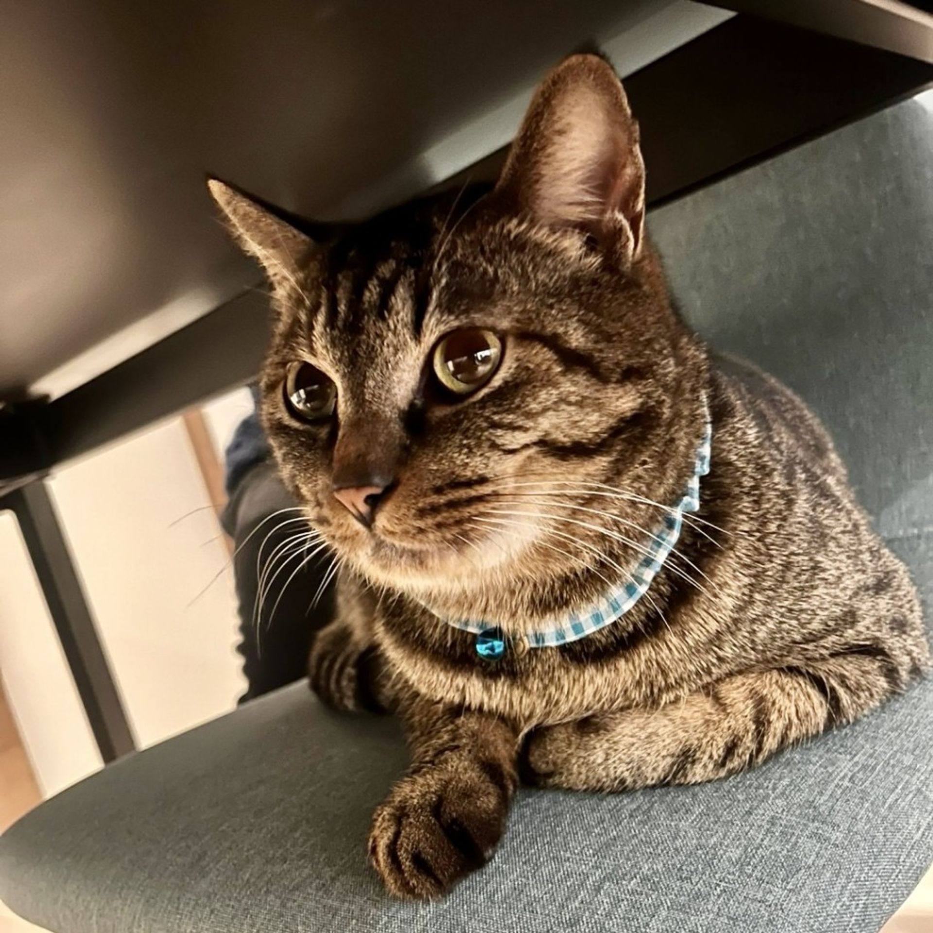雑種（ミックス猫）・オスの里親募集の写真