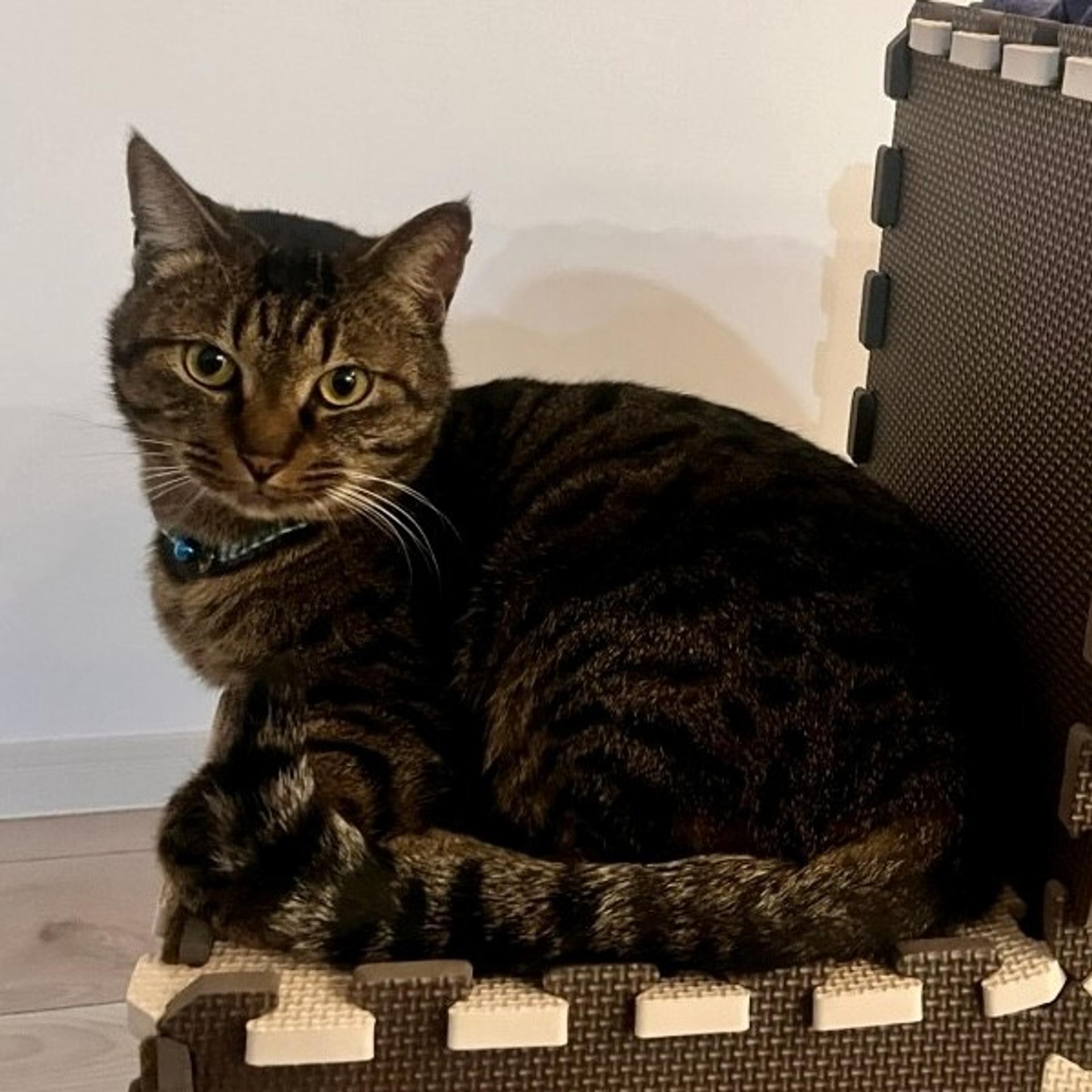 pet-image-2