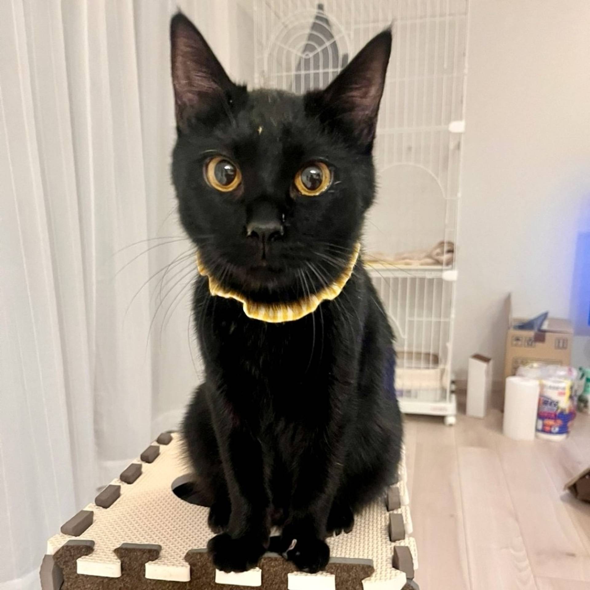 雑種（ミックス猫）・オスの里親募集の写真