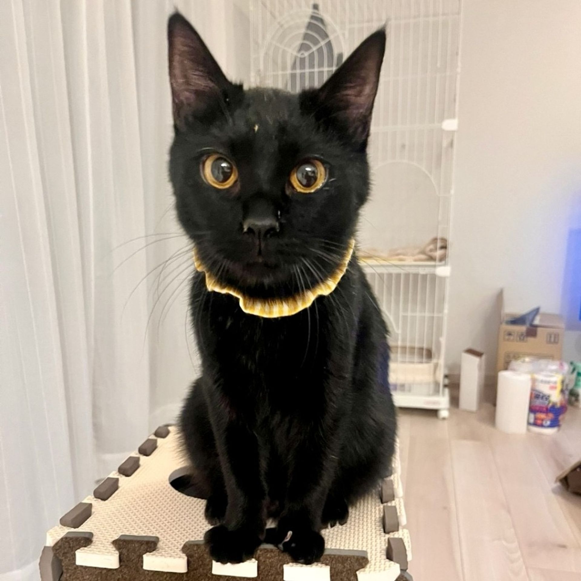 雑種（ミックス猫）・オスの里親募集の写真