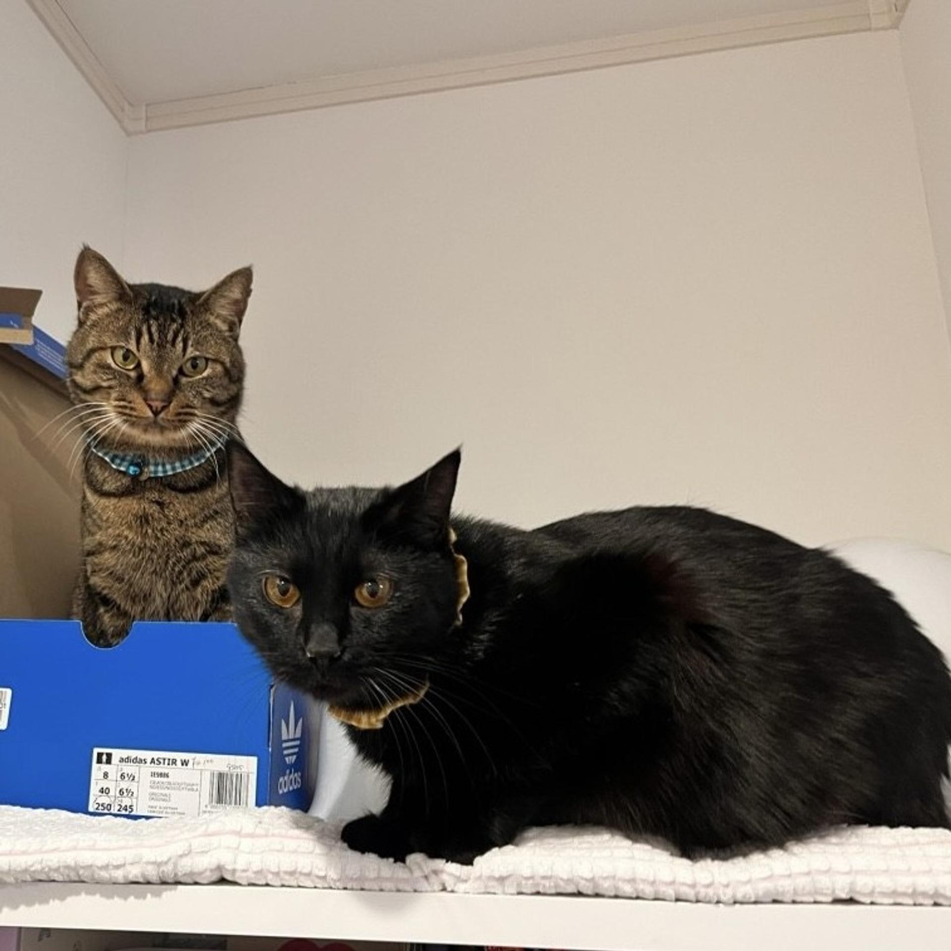 pet-image-4