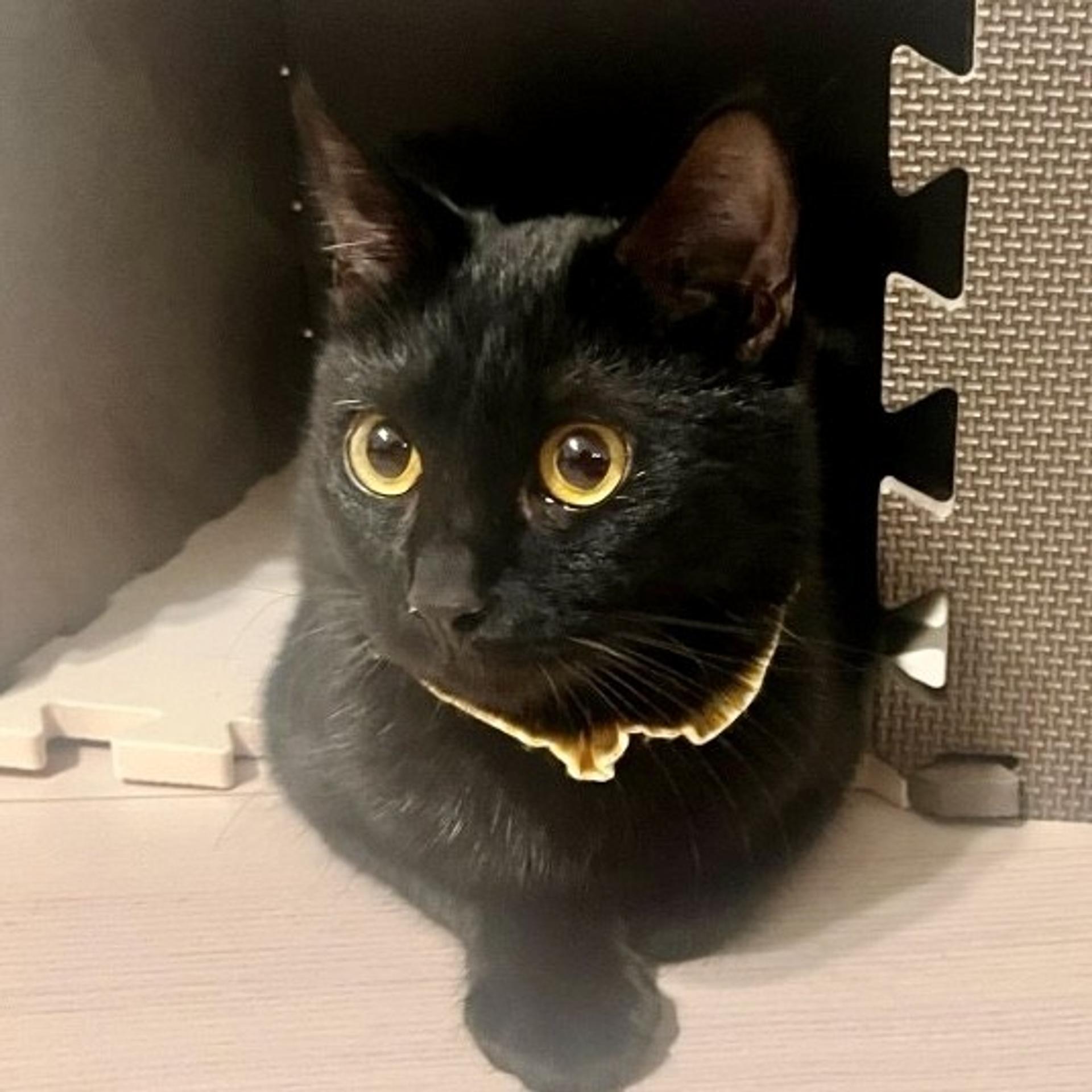 pet-image-5