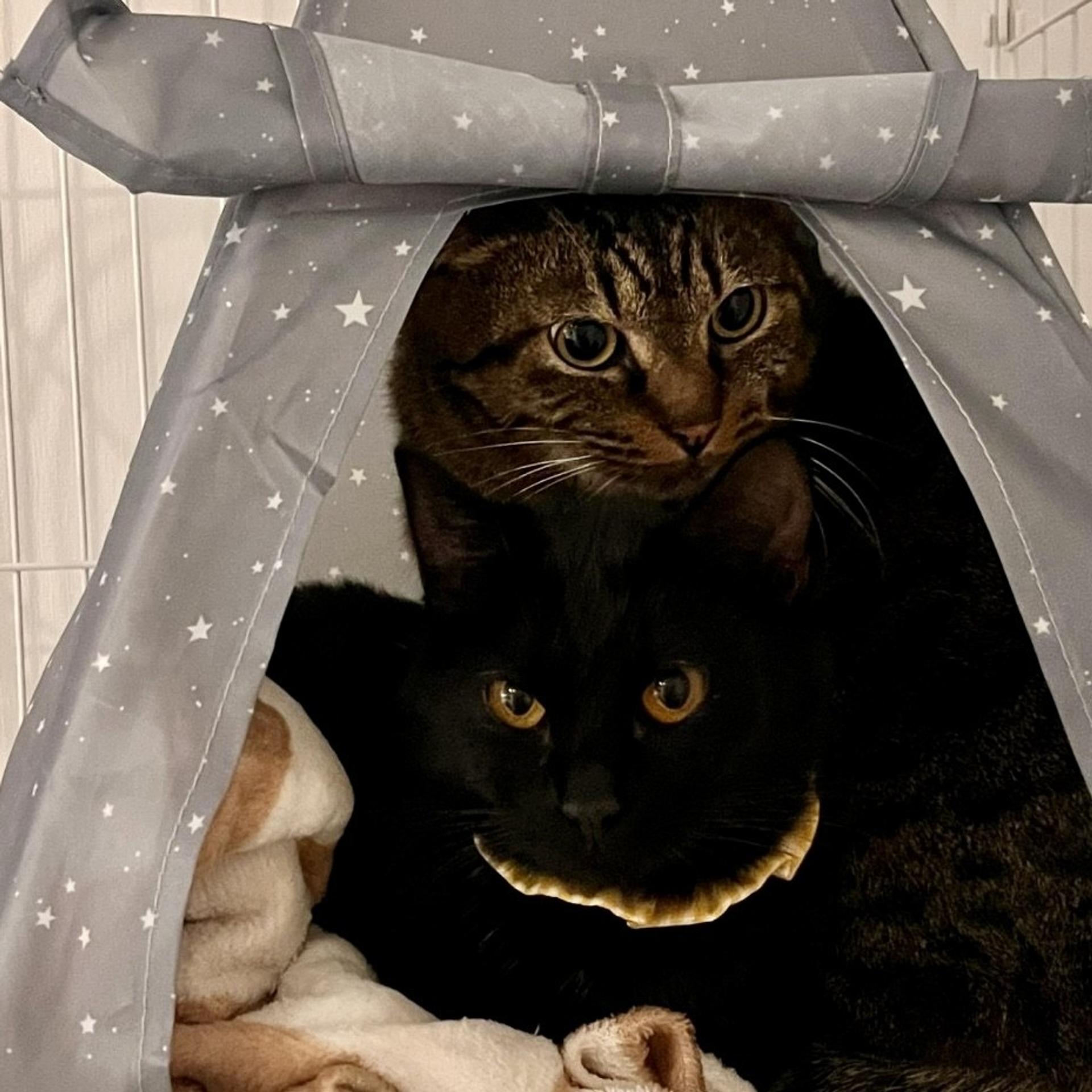 pet-image-7