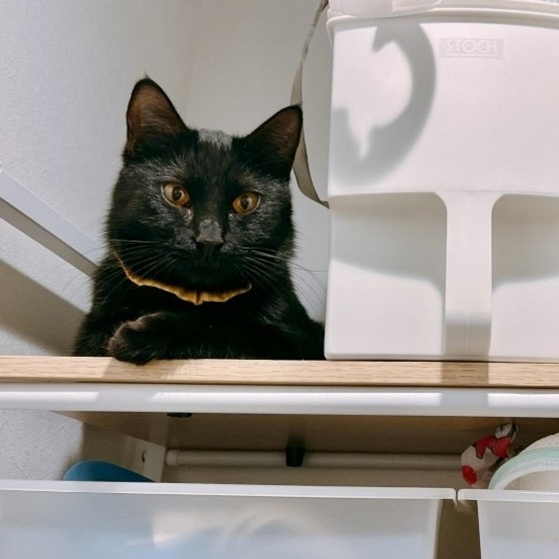 pet-image-8