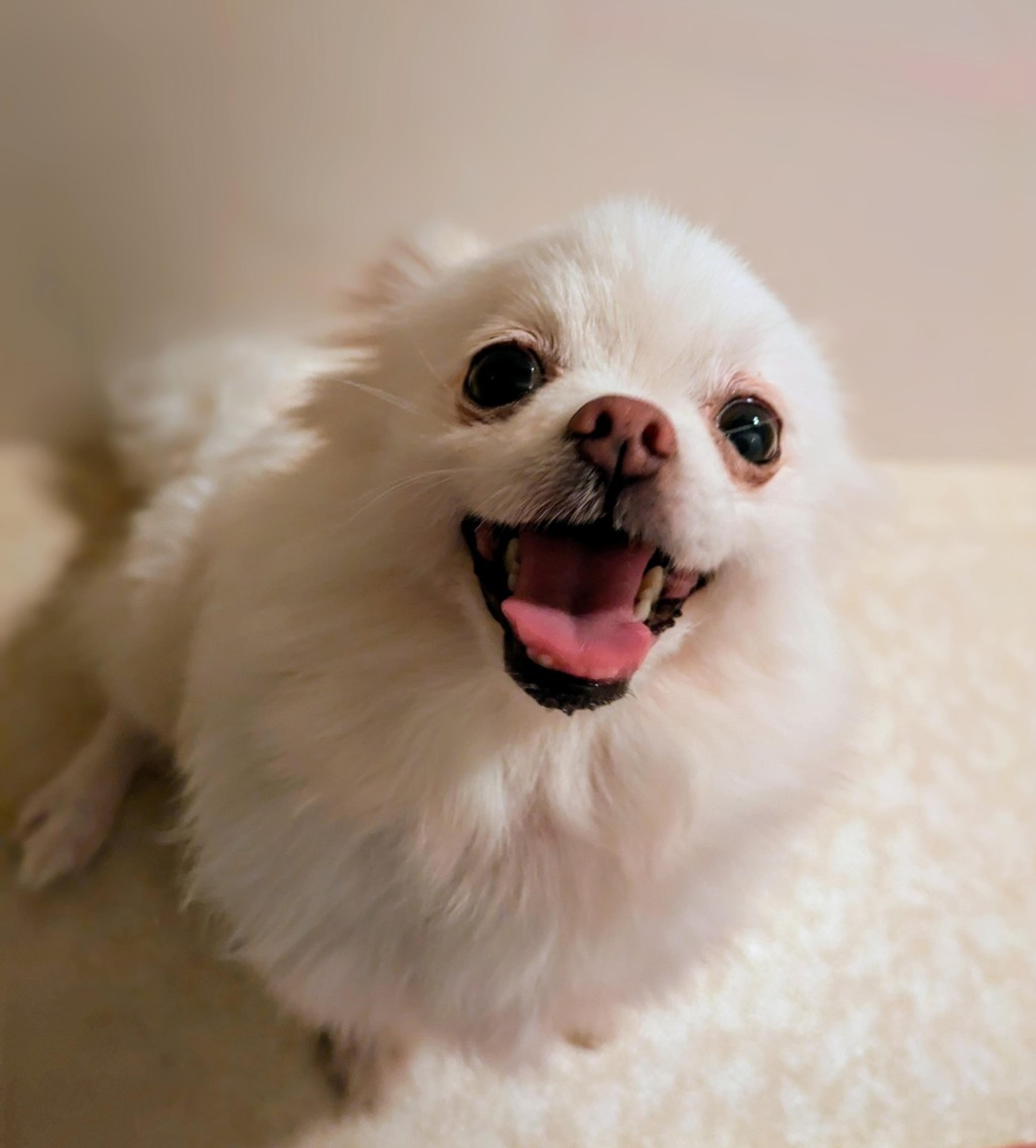 pet-image-9