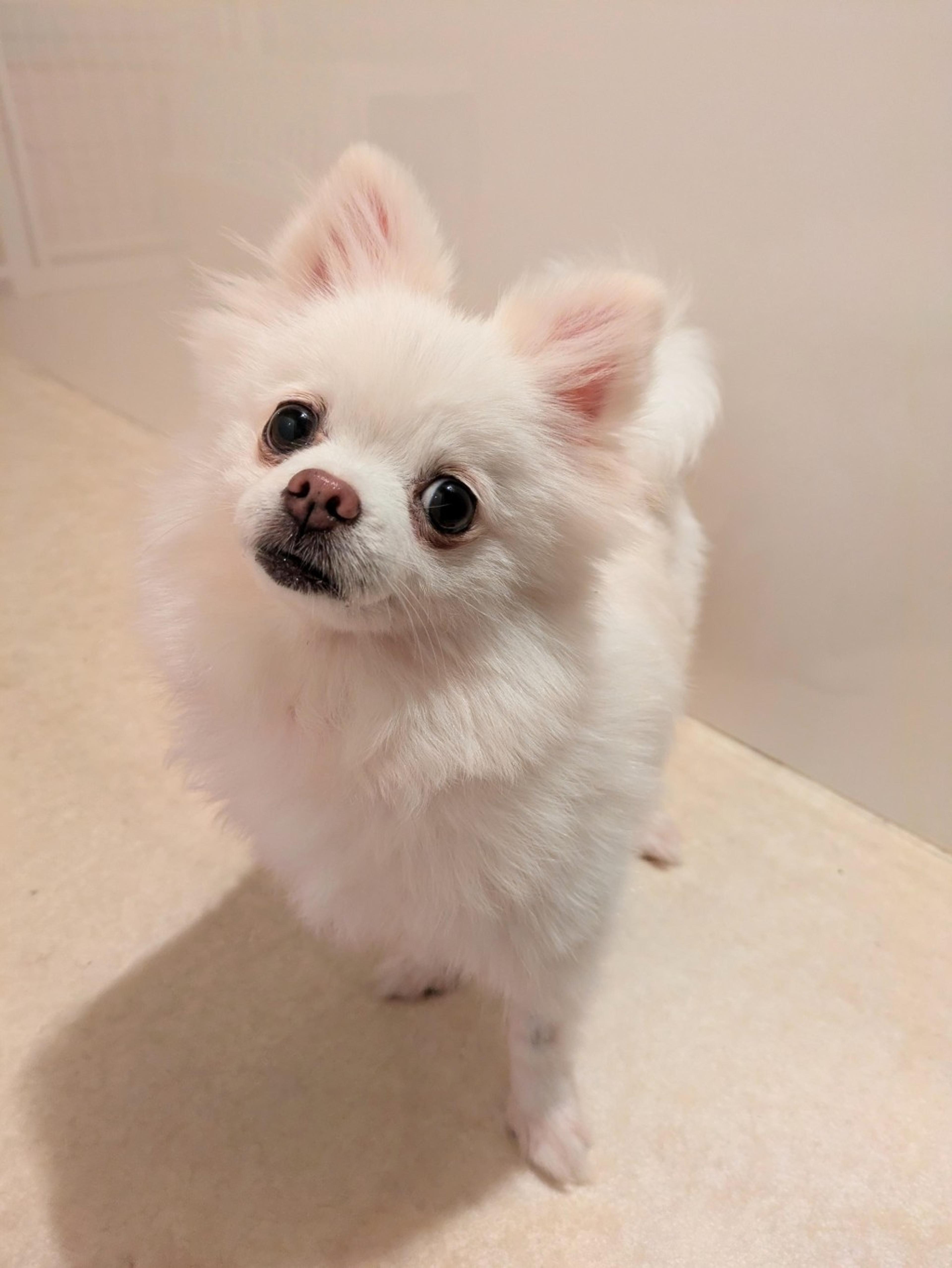 pet-image-5