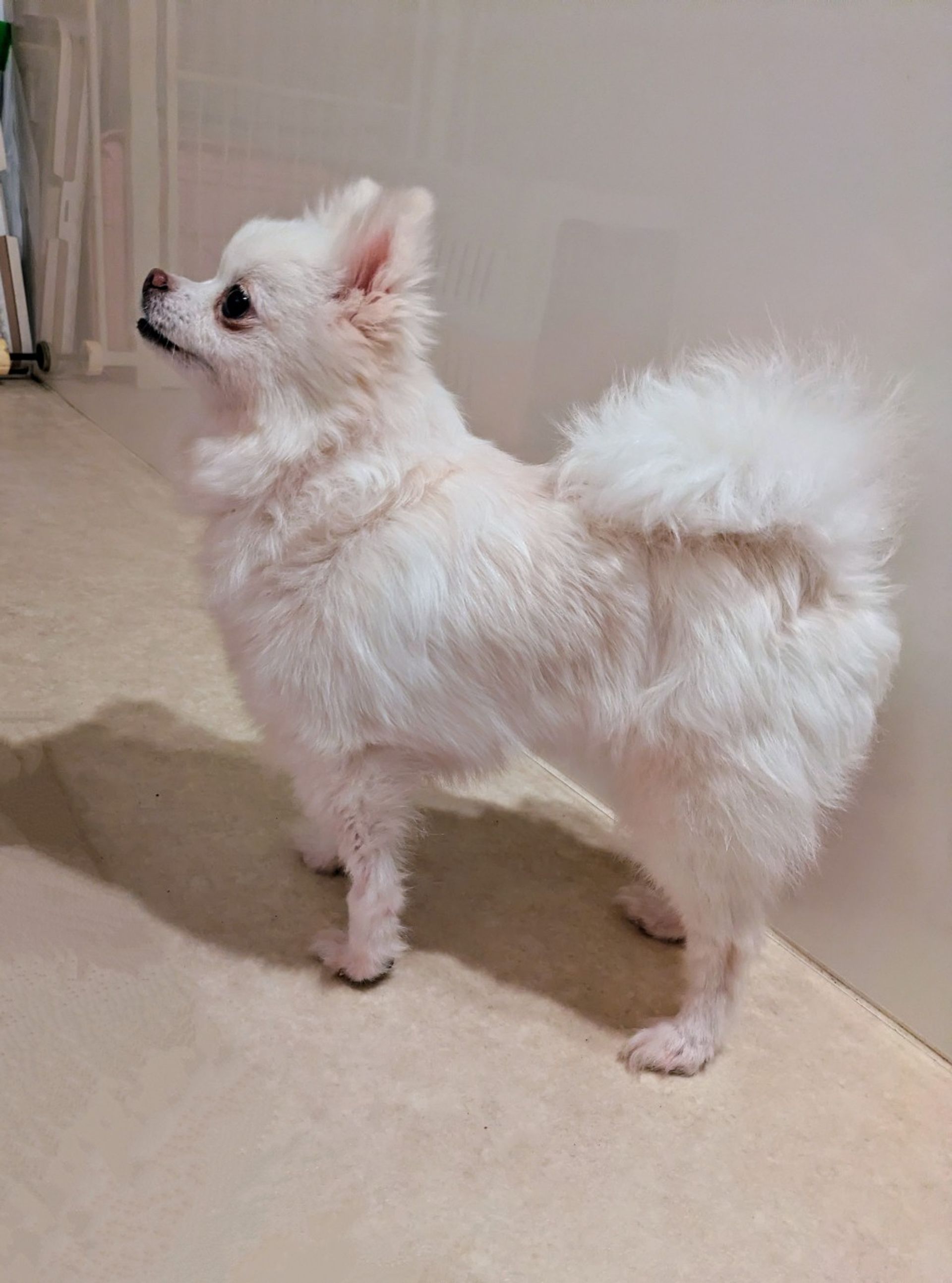 ポメラニアン・メスの里親募集の写真