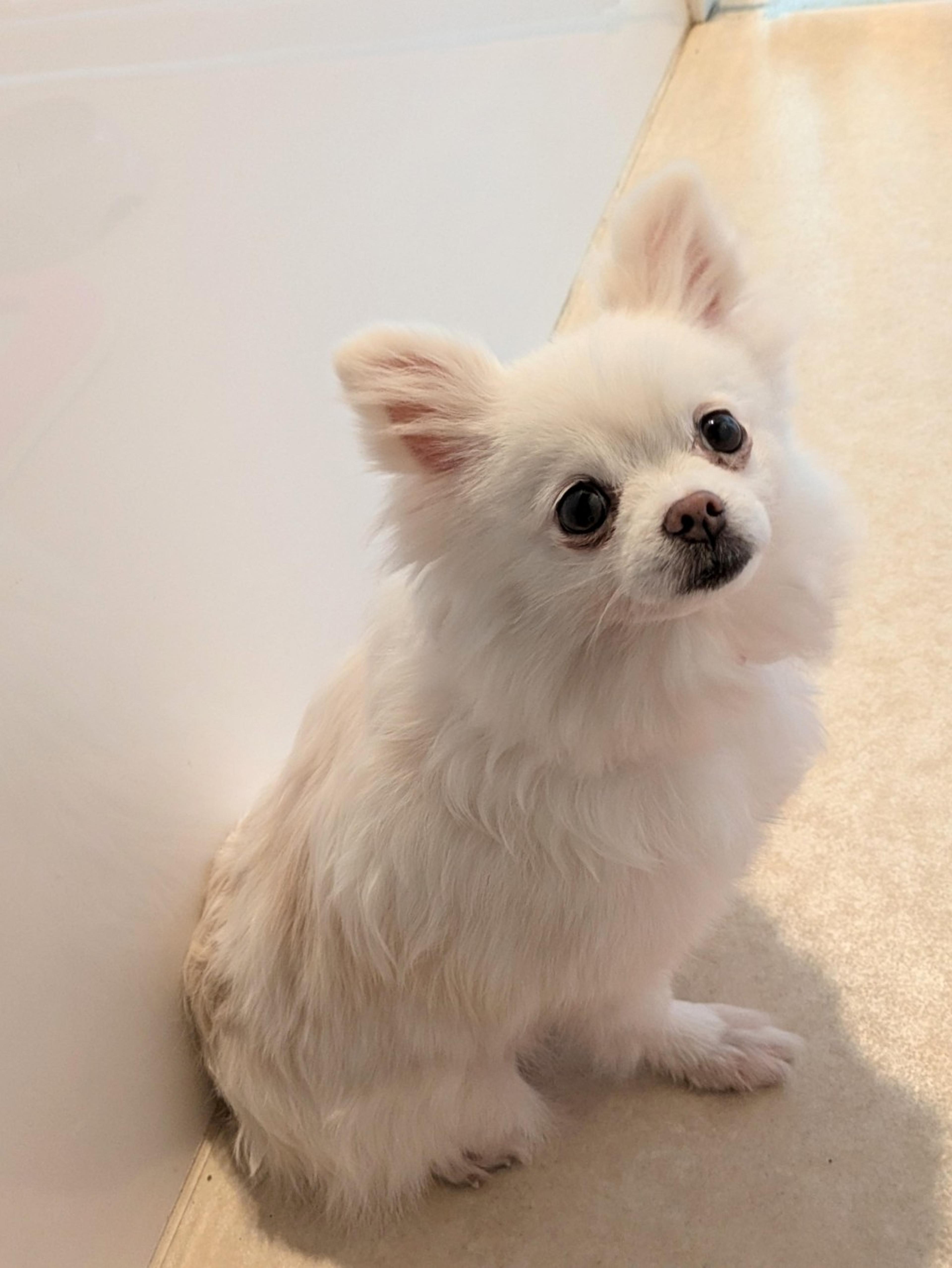 pet-image-8