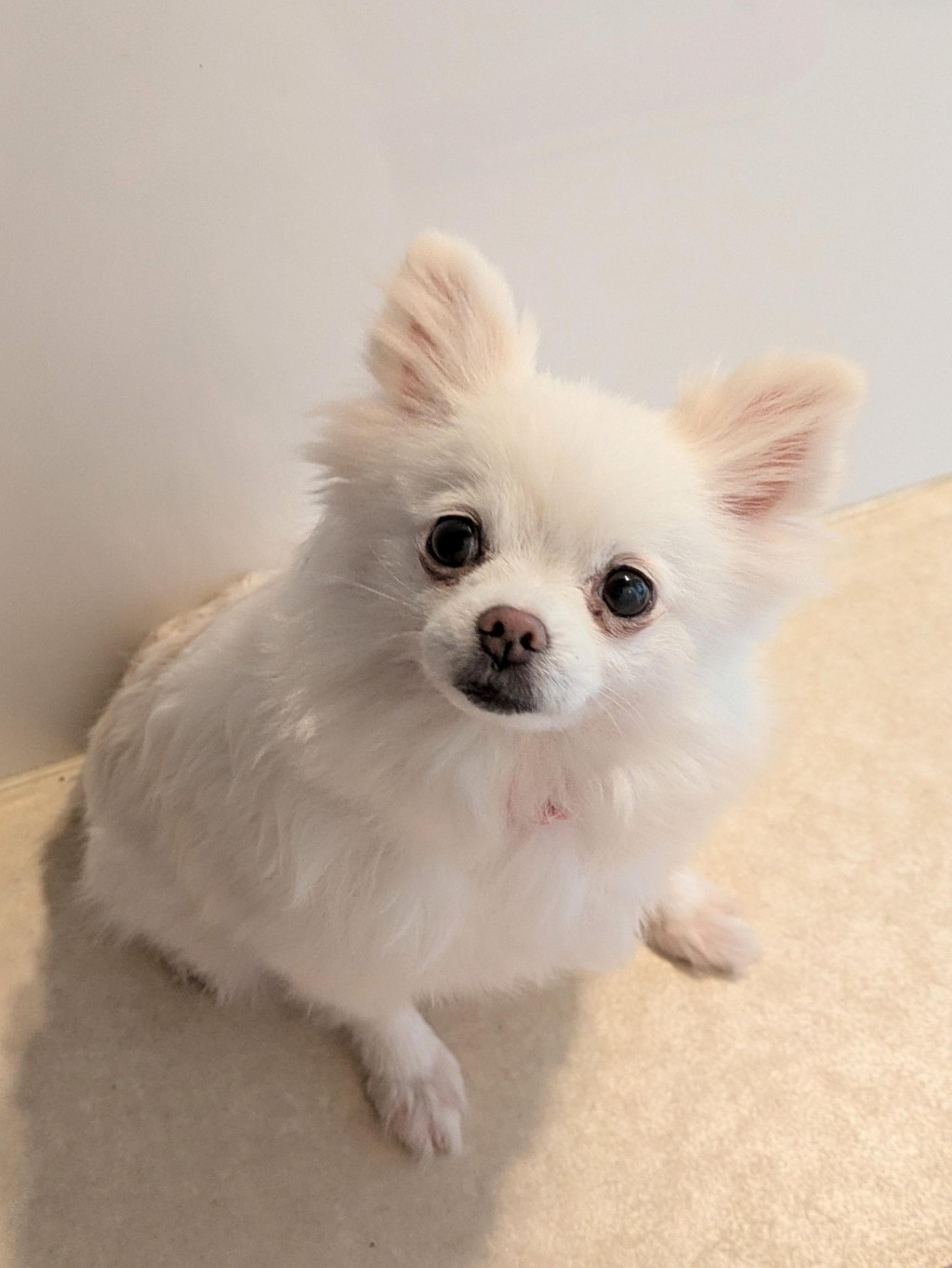 pet-image-6