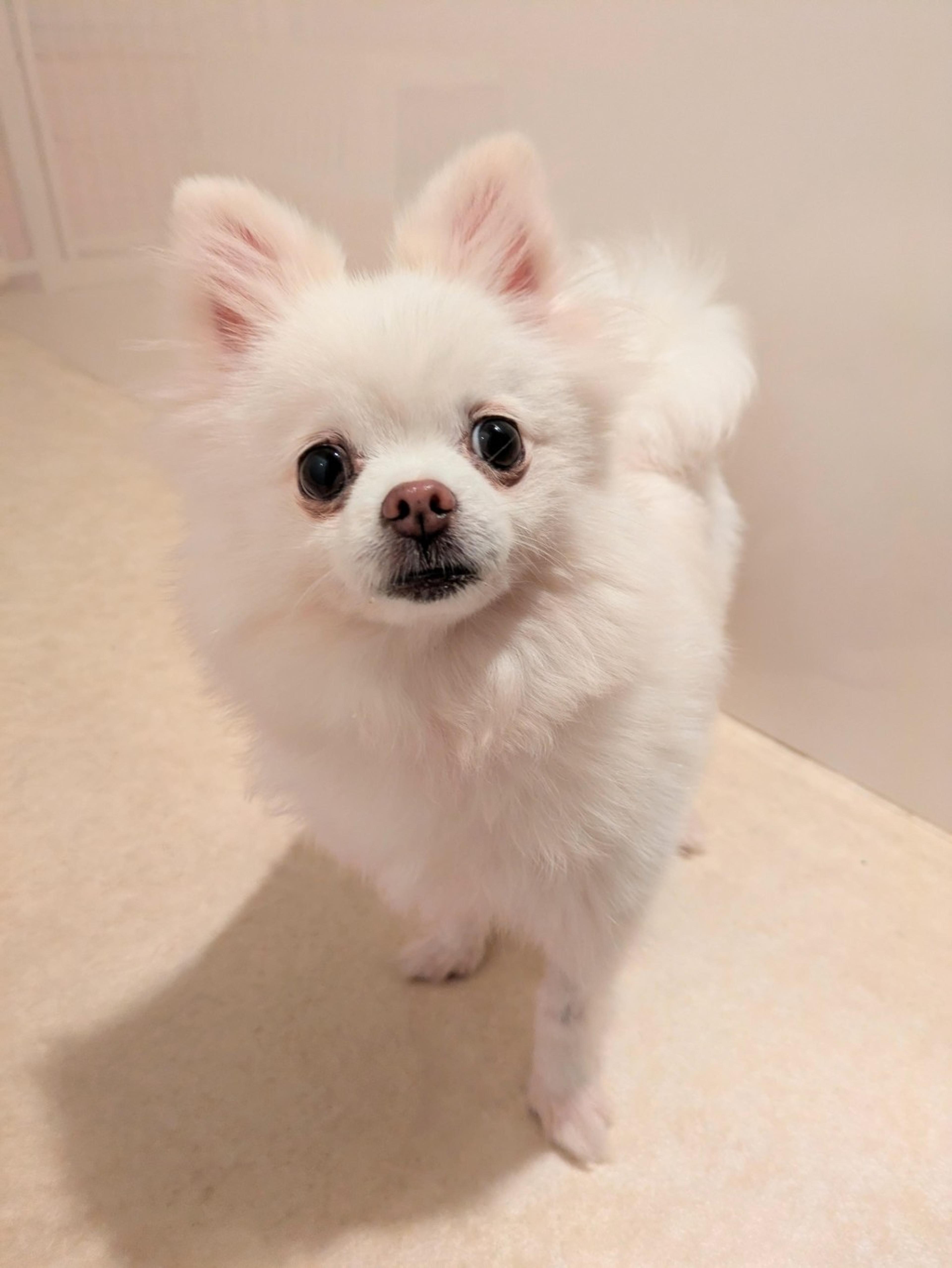 pet-image-3