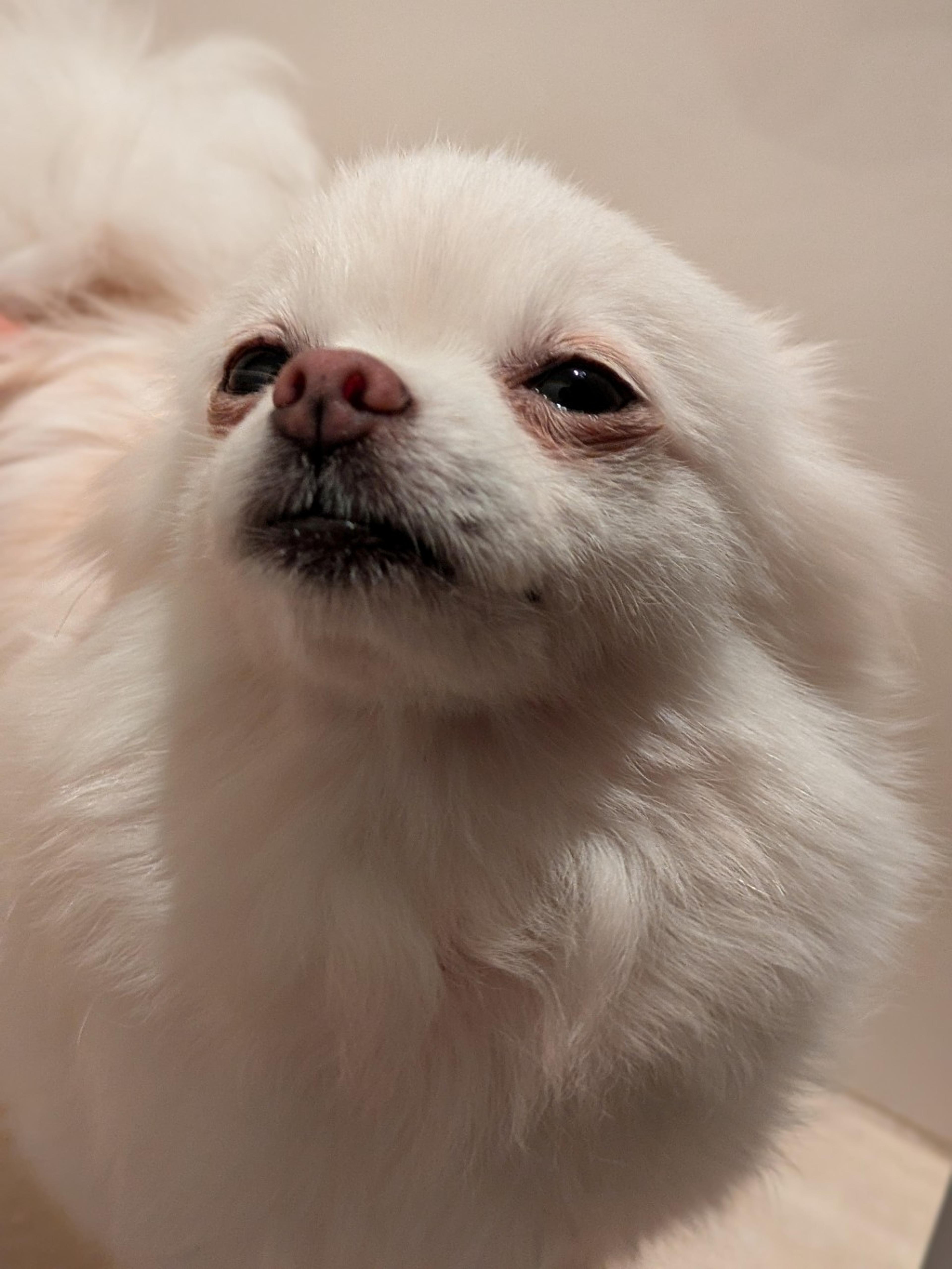 pet-image-7