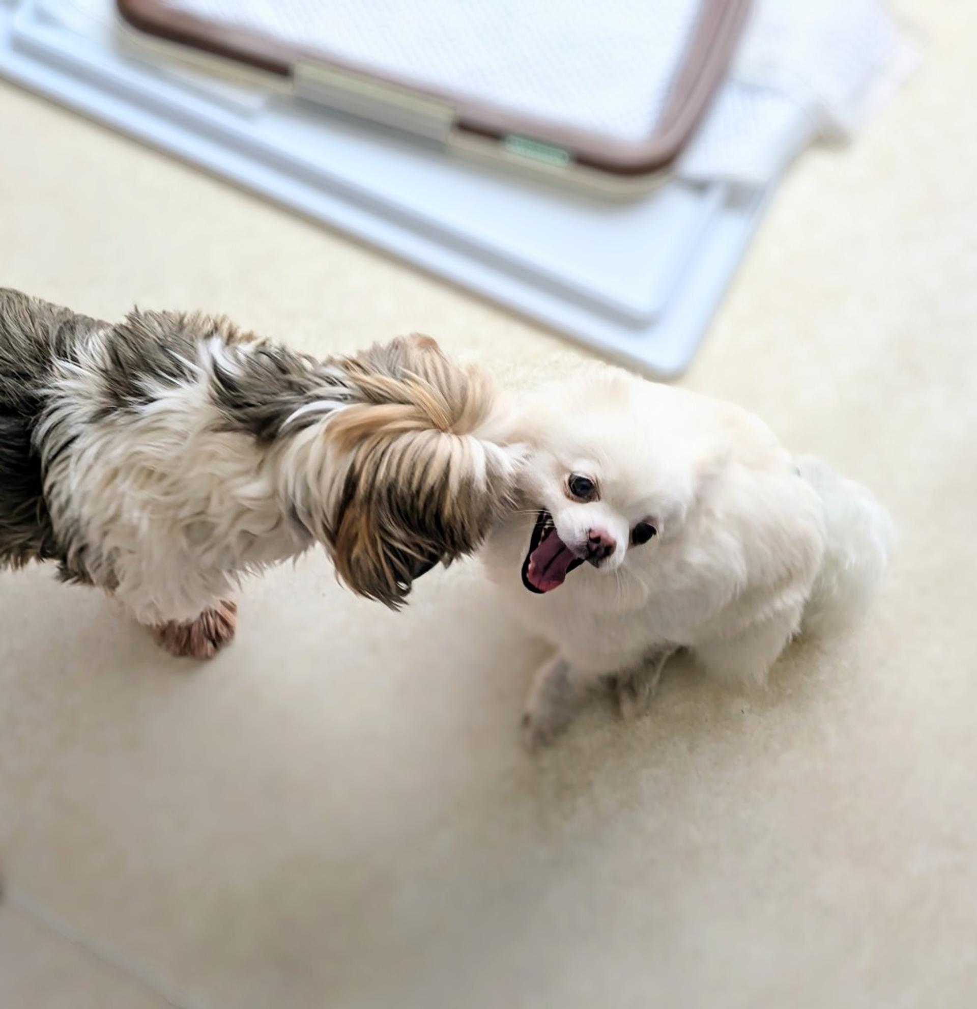 pet-image-4