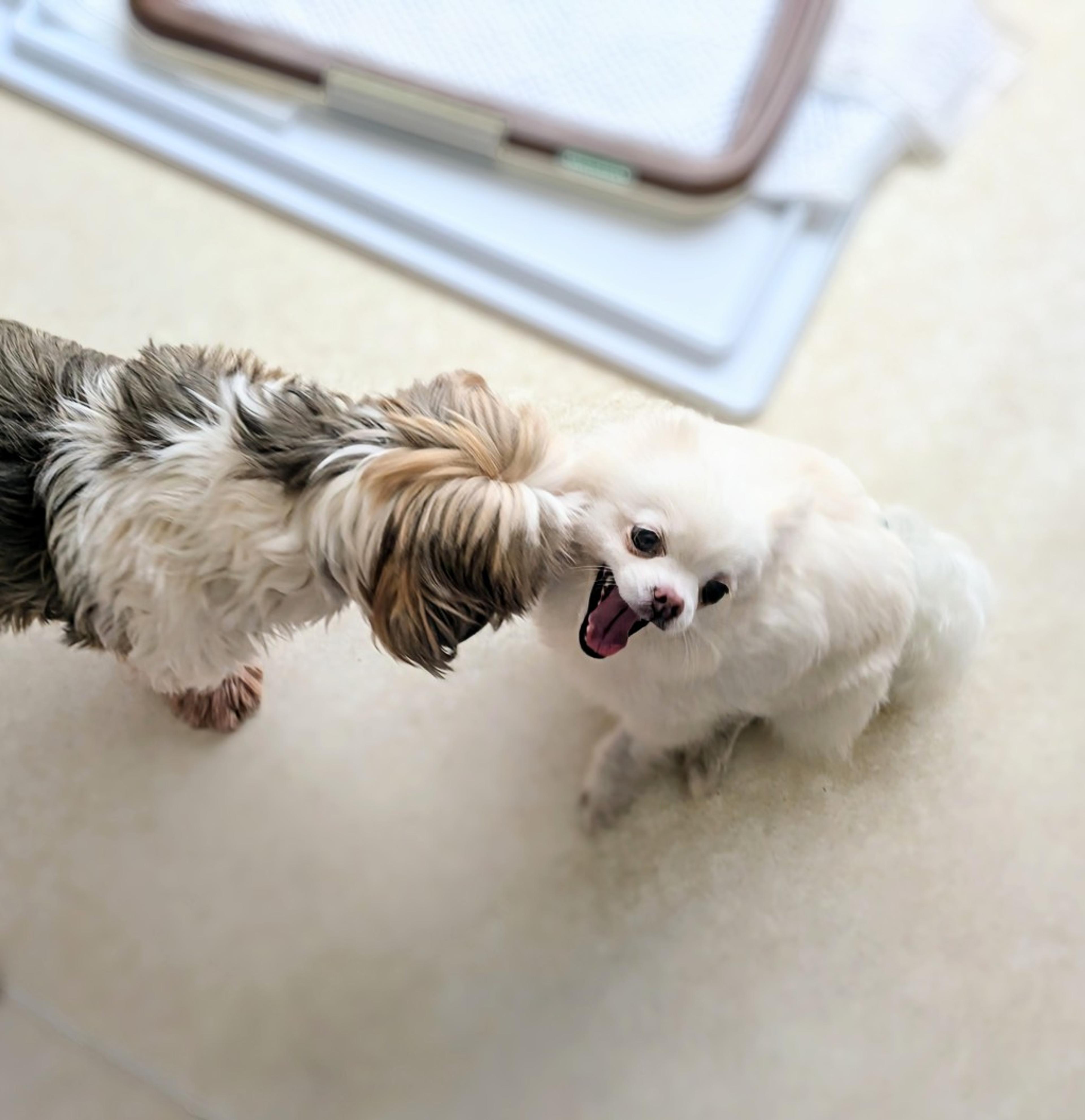 pet-image-4