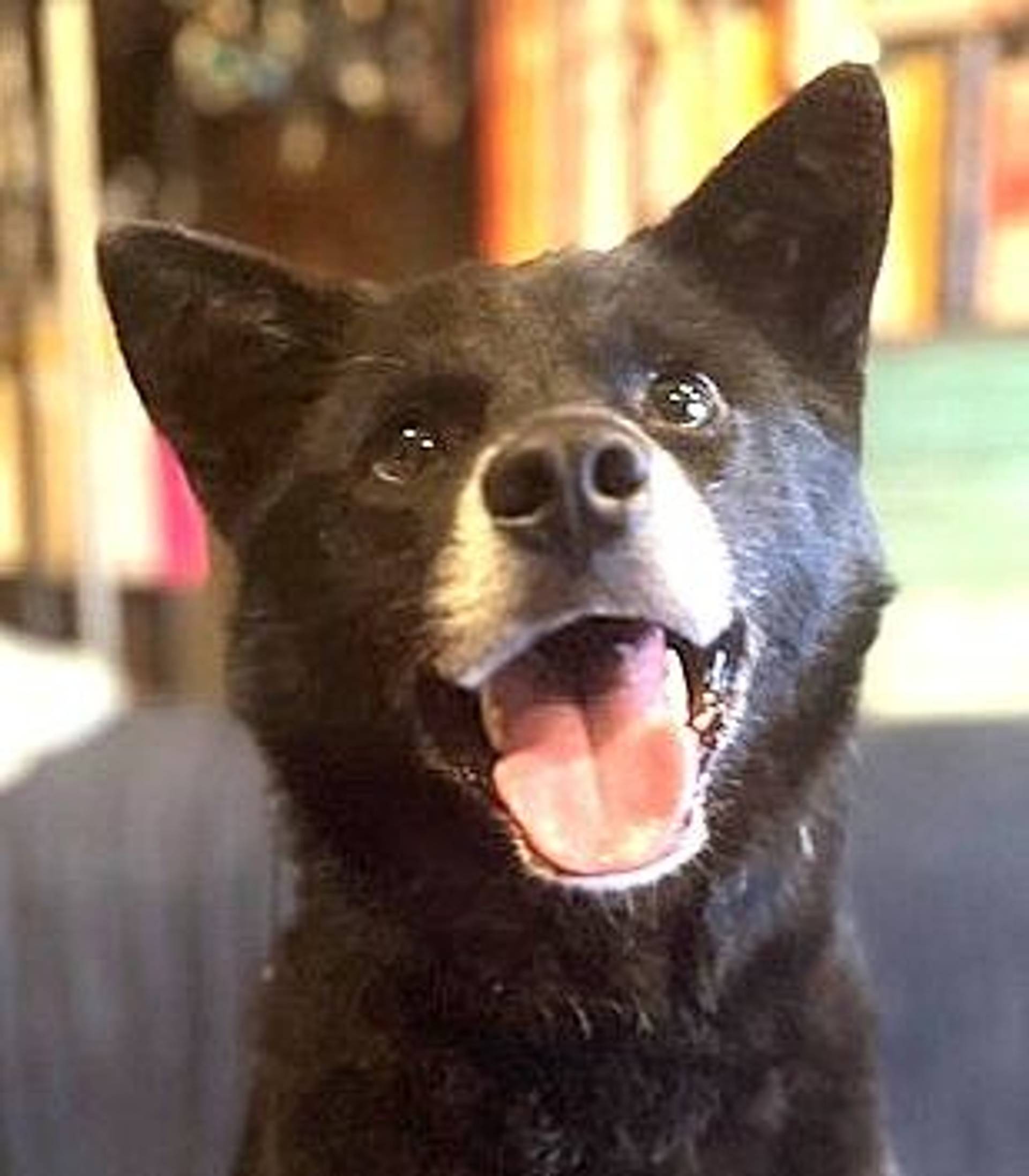 雑種（ミックス犬）・オスの里親募集の写真