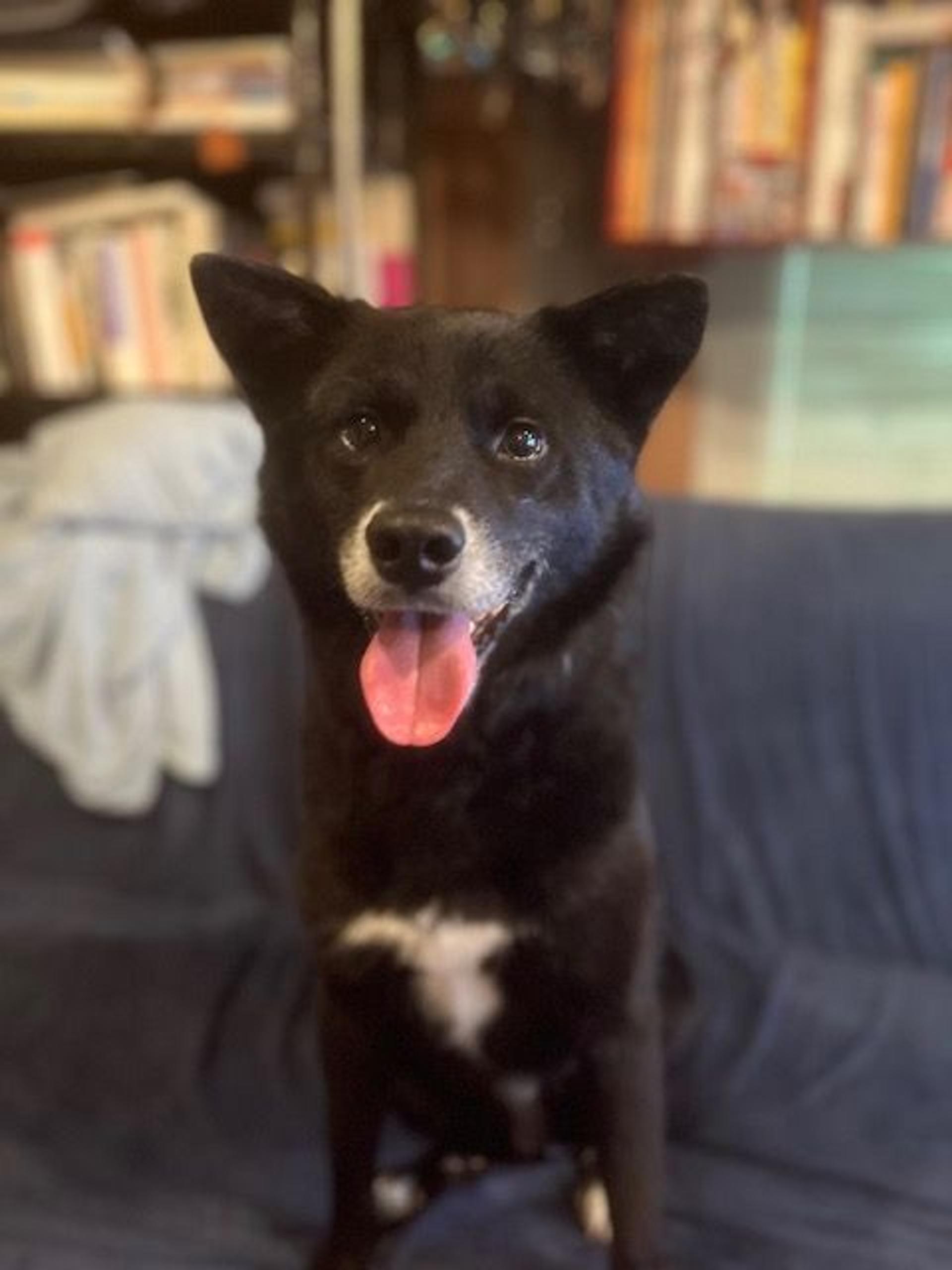 pet-image-2