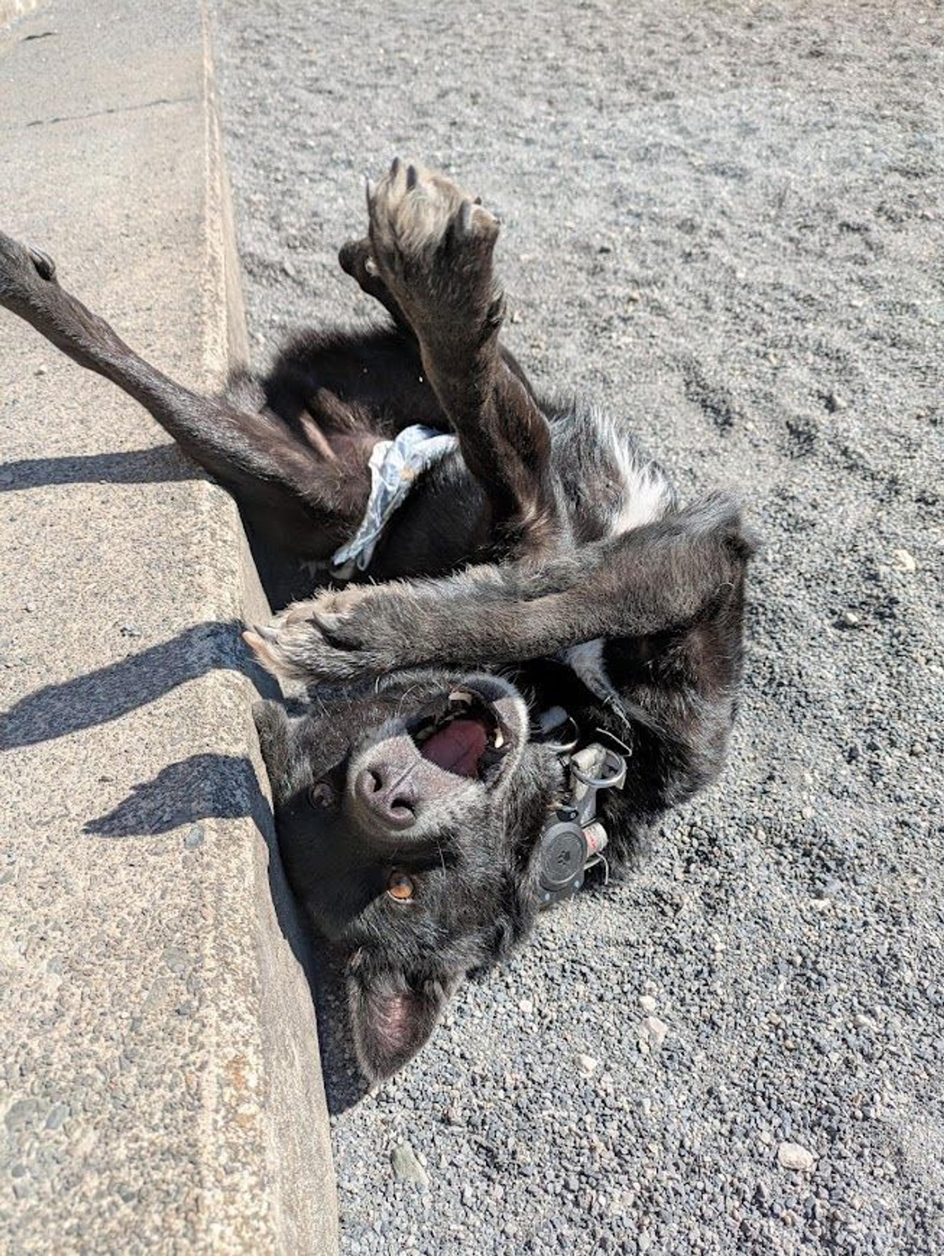 pet-image-9