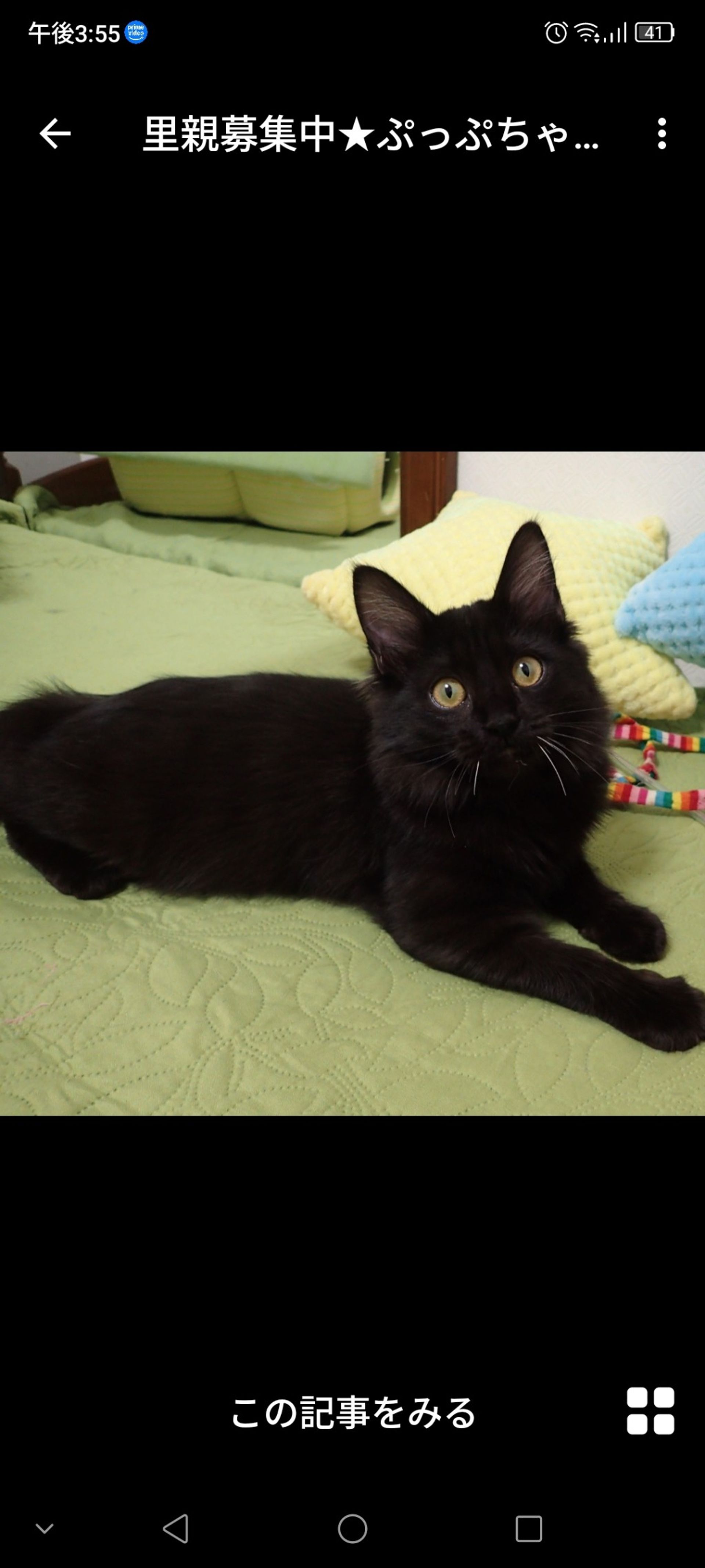 雑種（ミックス猫）・メスの里親募集の写真