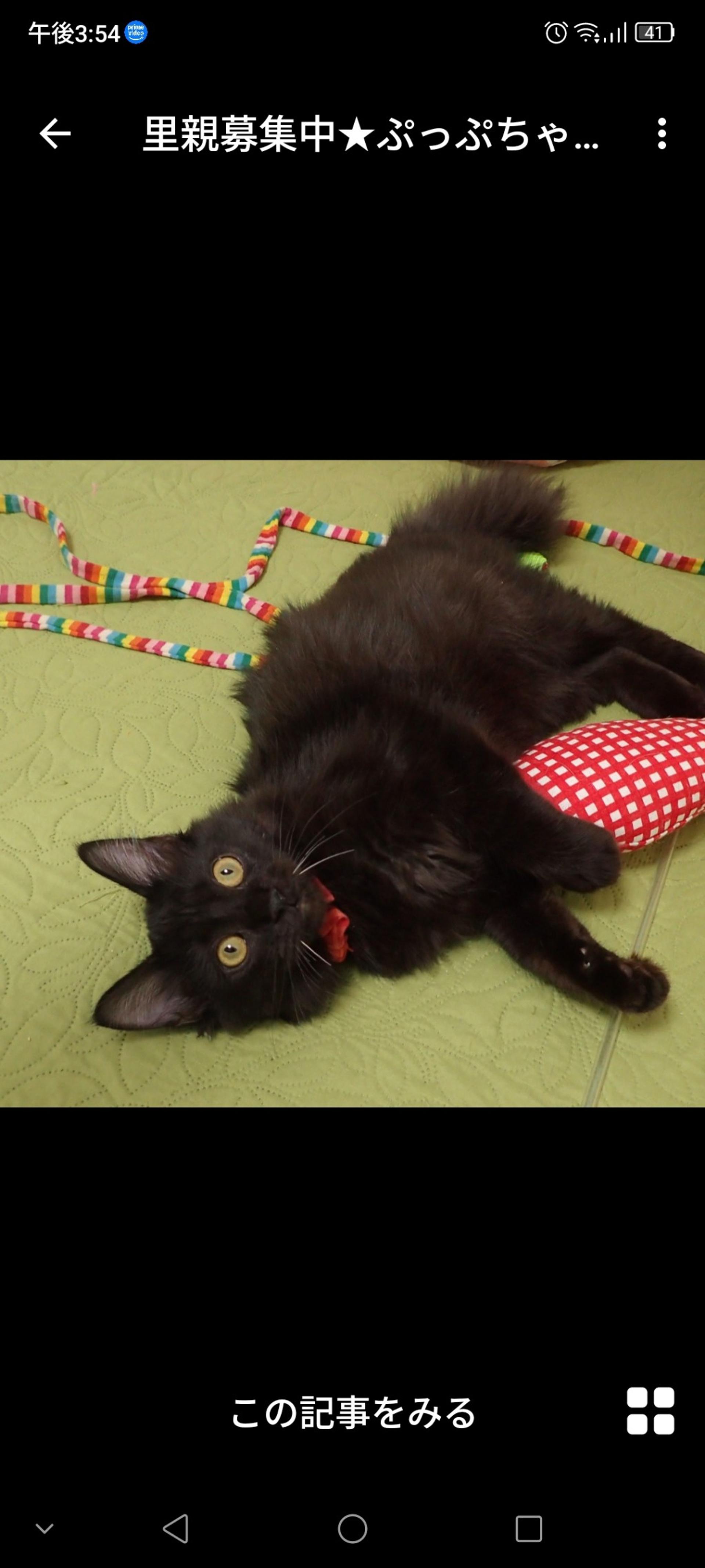 pet-image-3