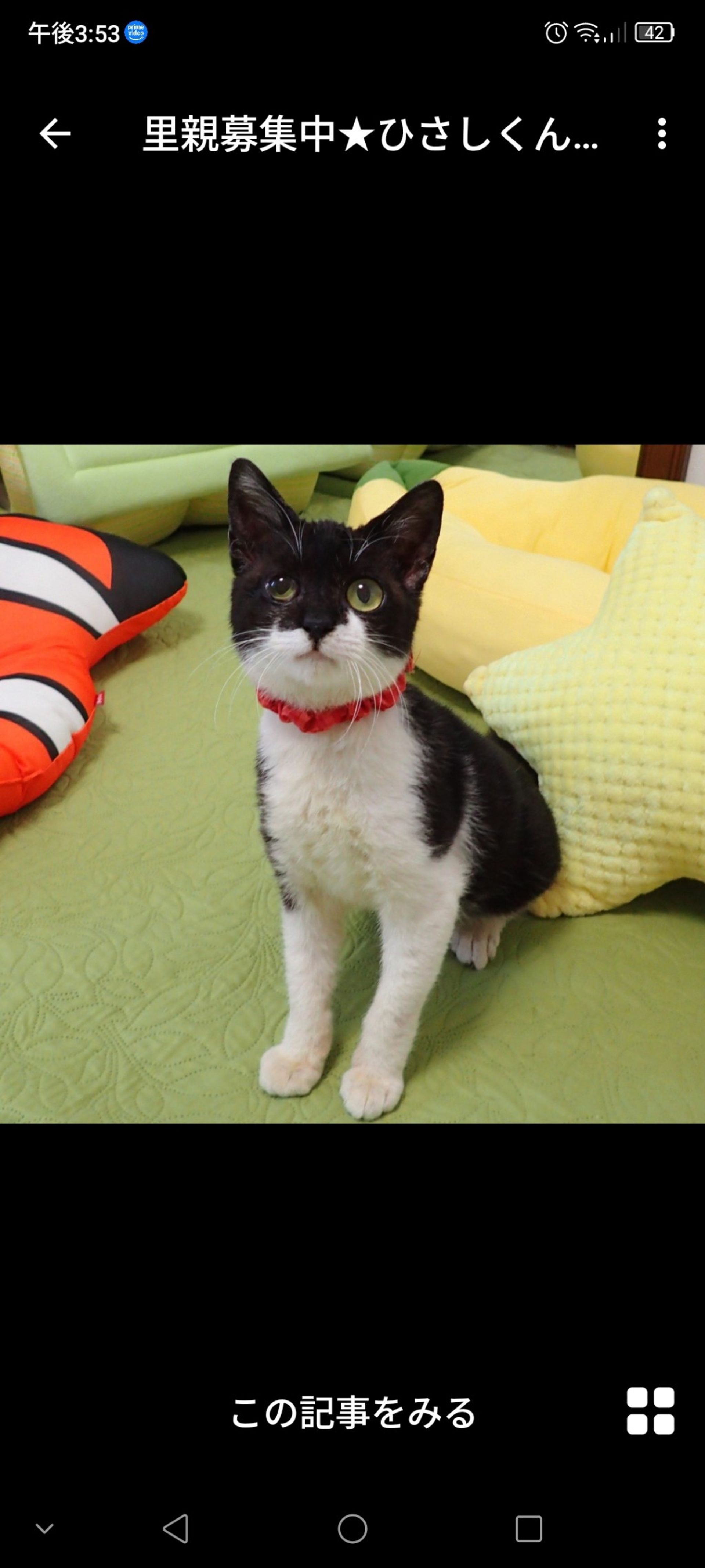 雑種（ミックス猫）・オスの里親募集の写真