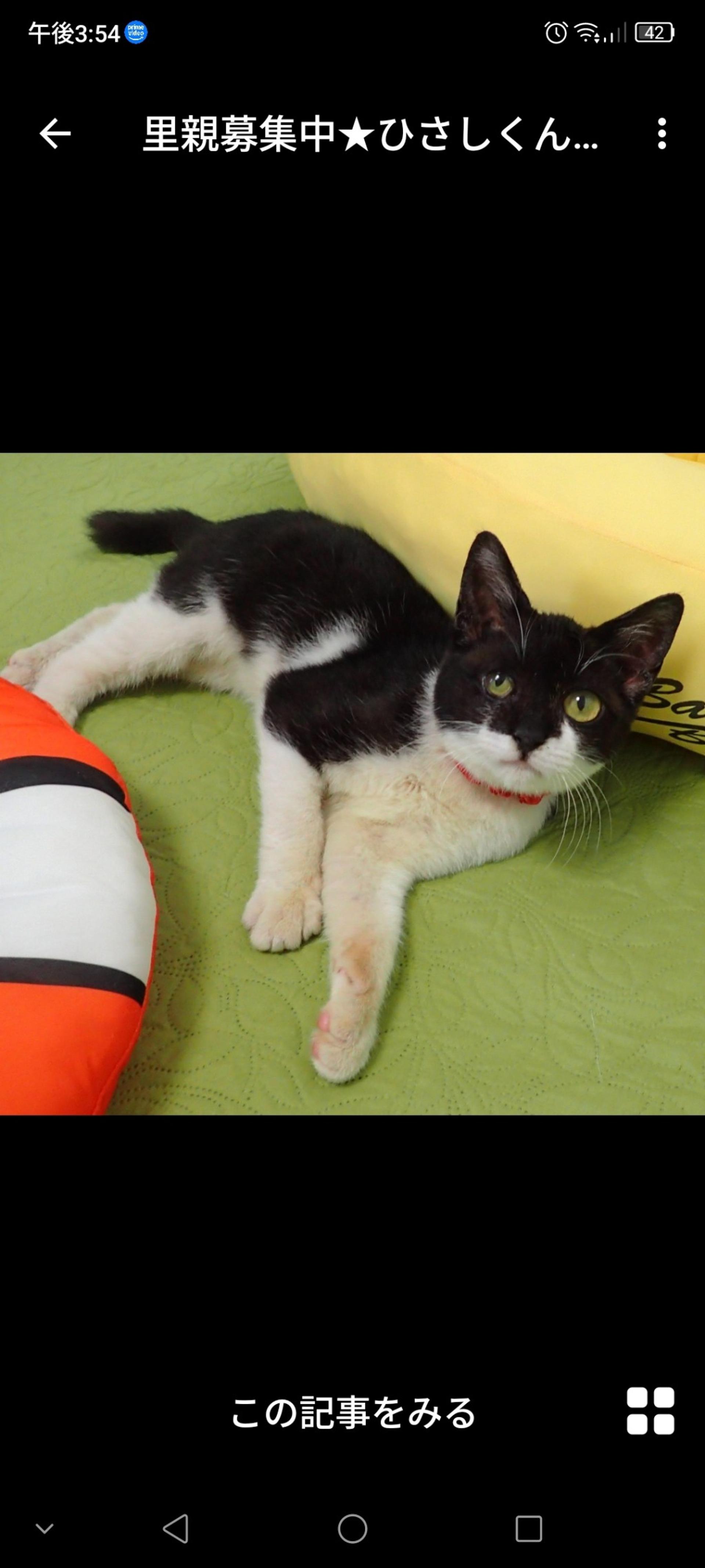 pet-image-3
