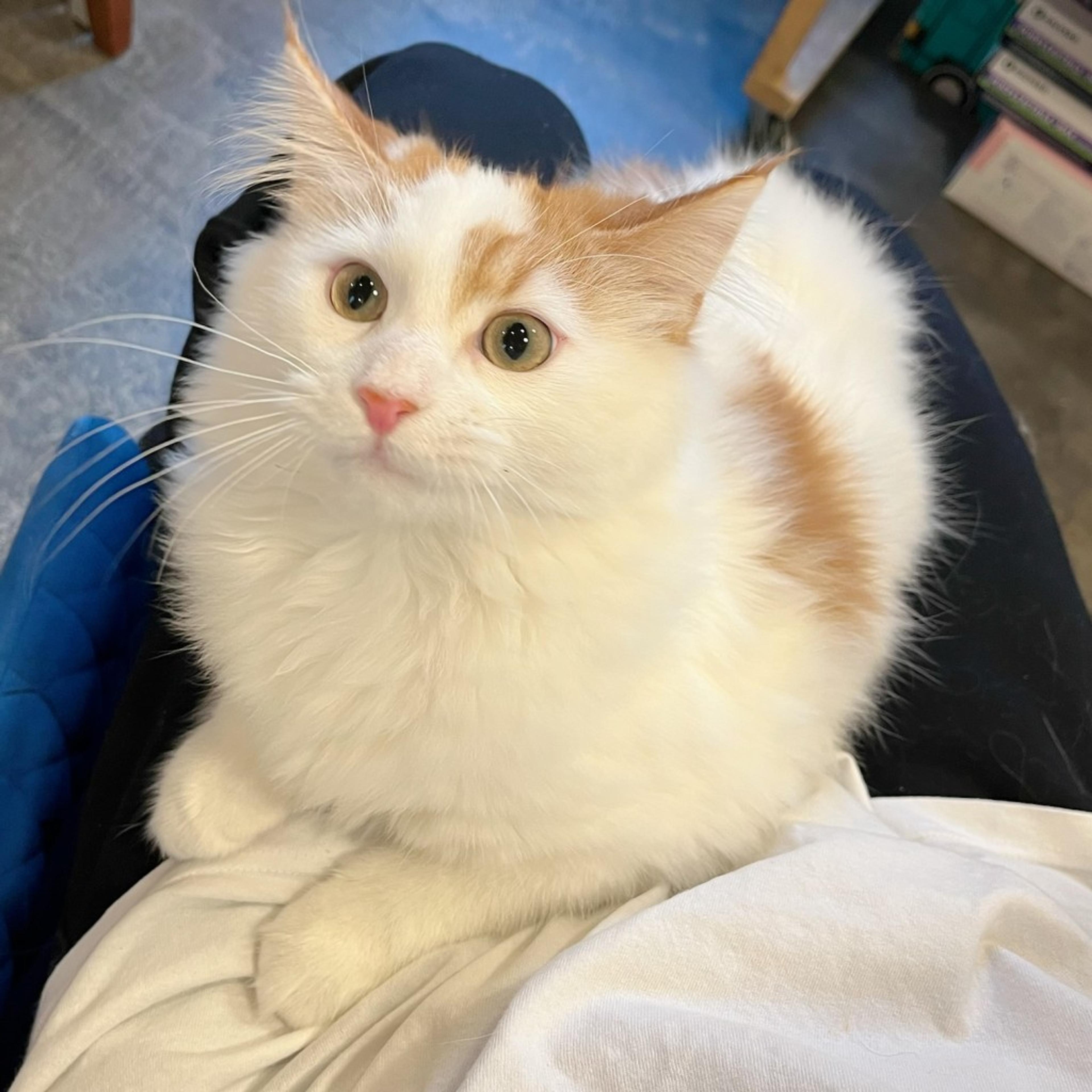 pet-image-2
