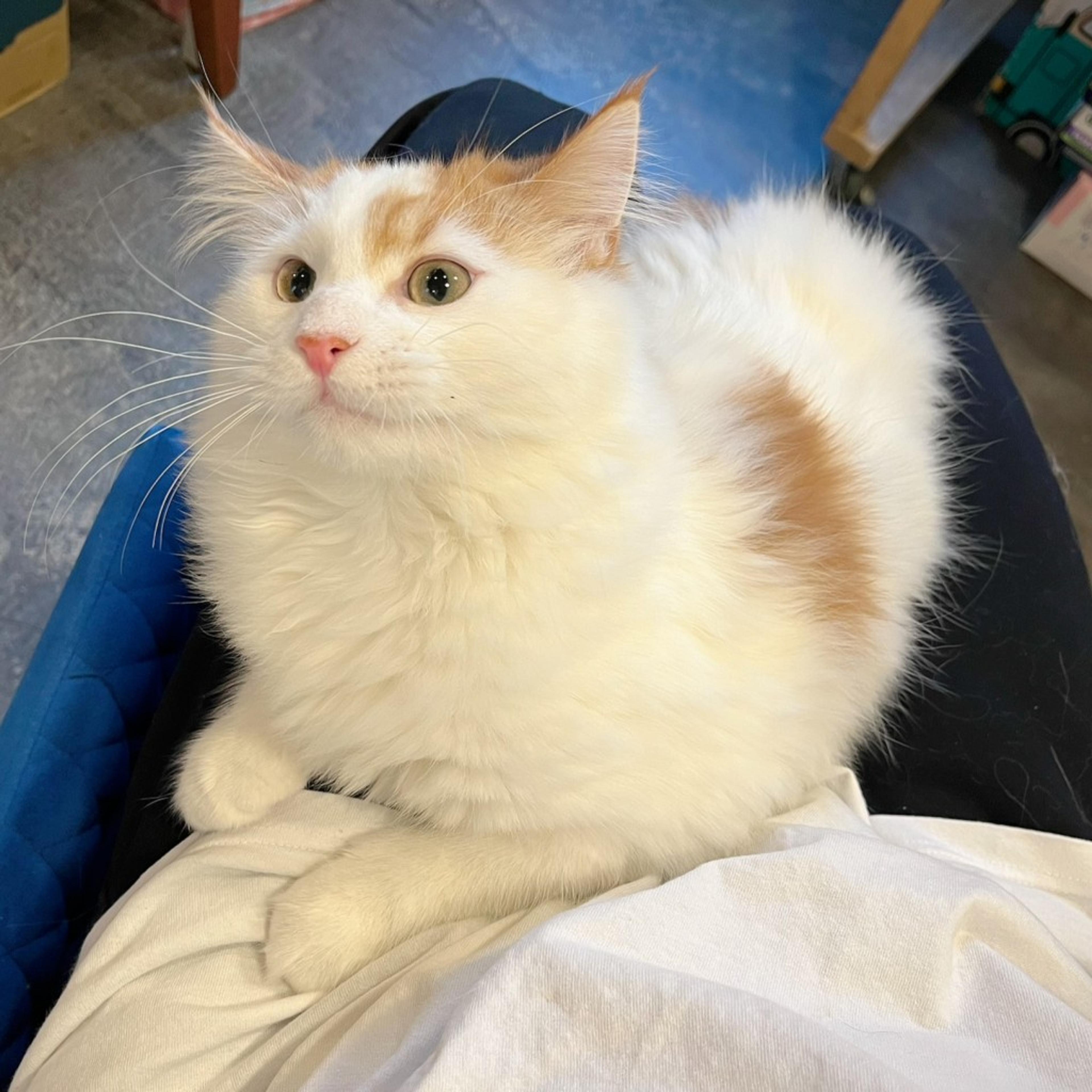 pet-image-3