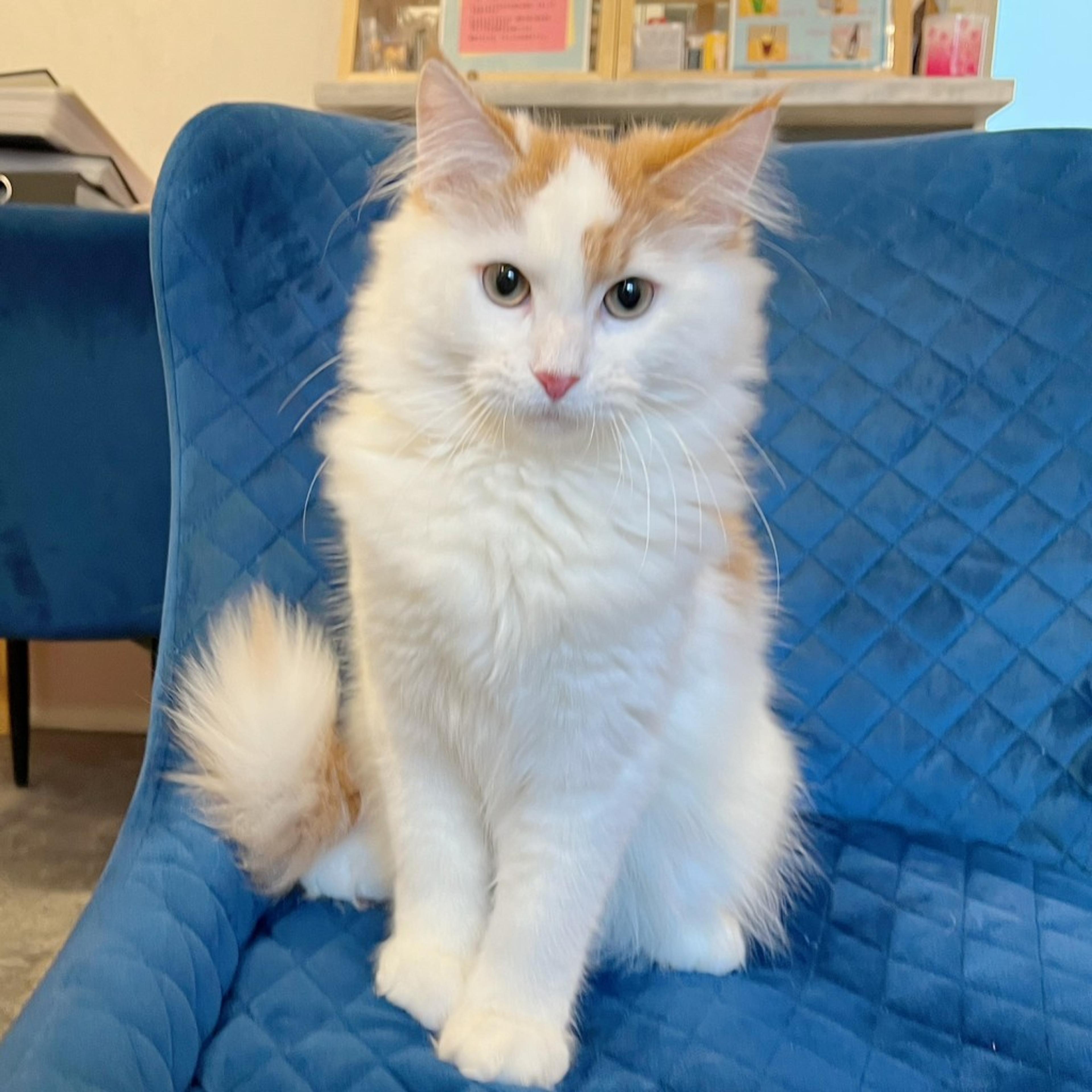 pet-image-4