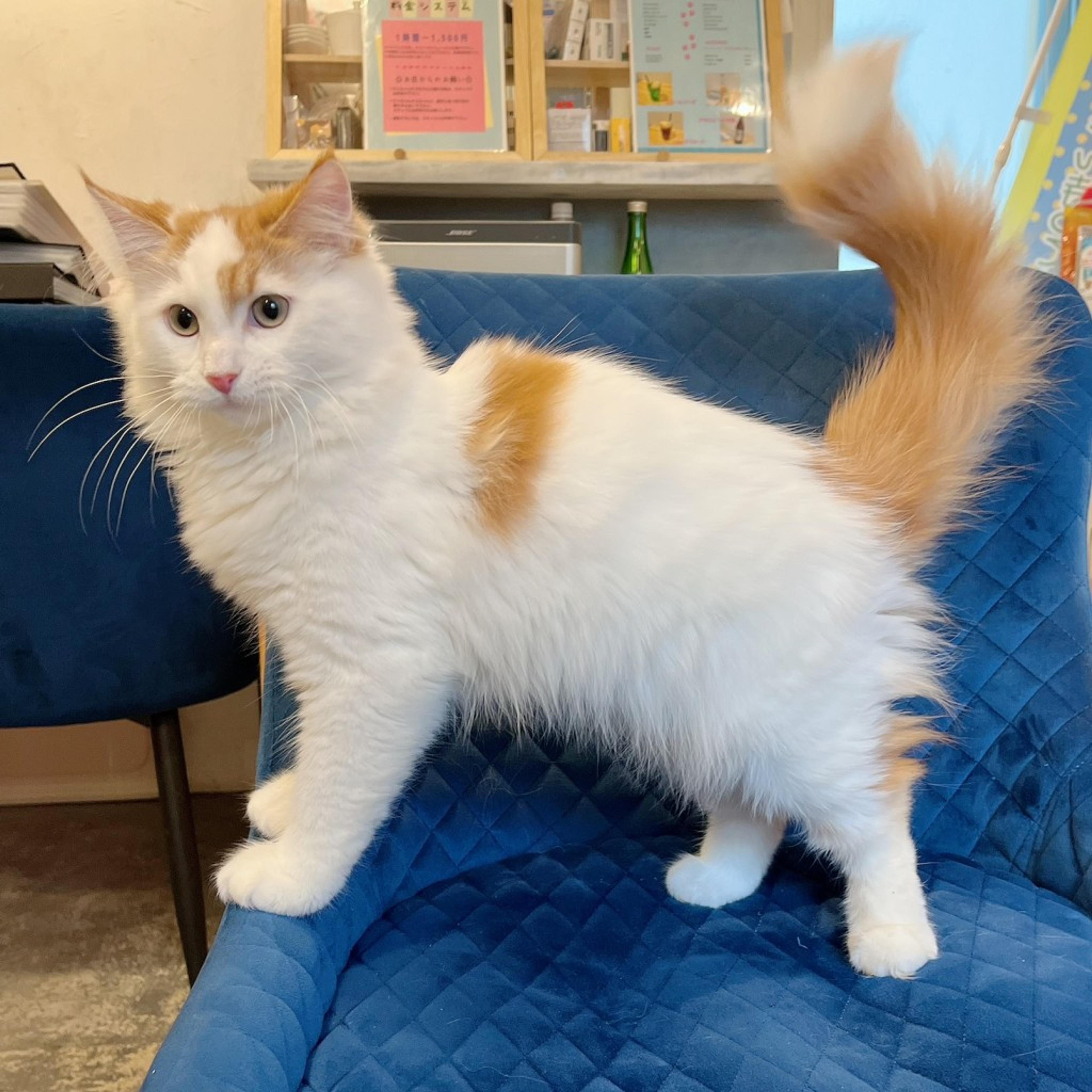 pet-image-8