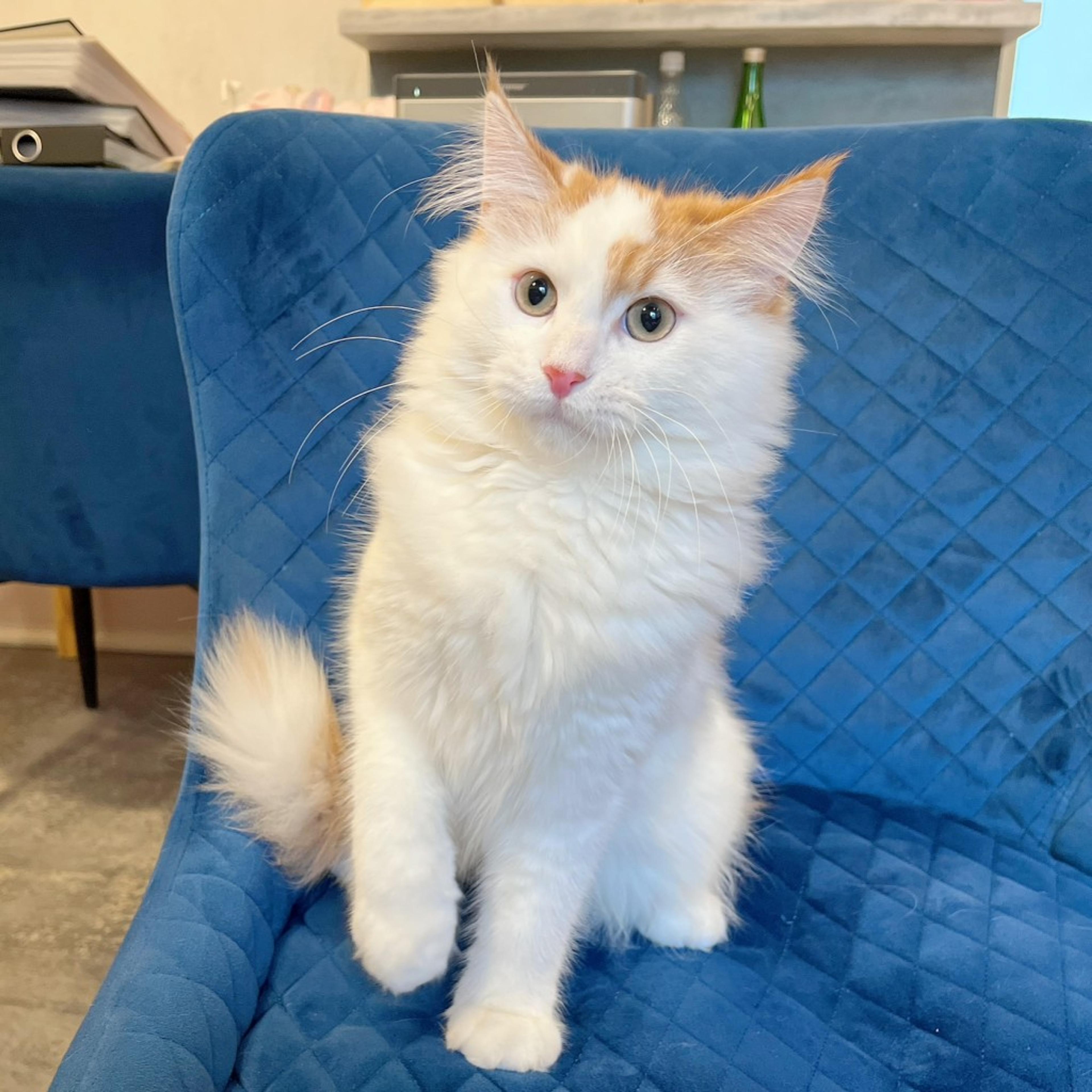 pet-image-5