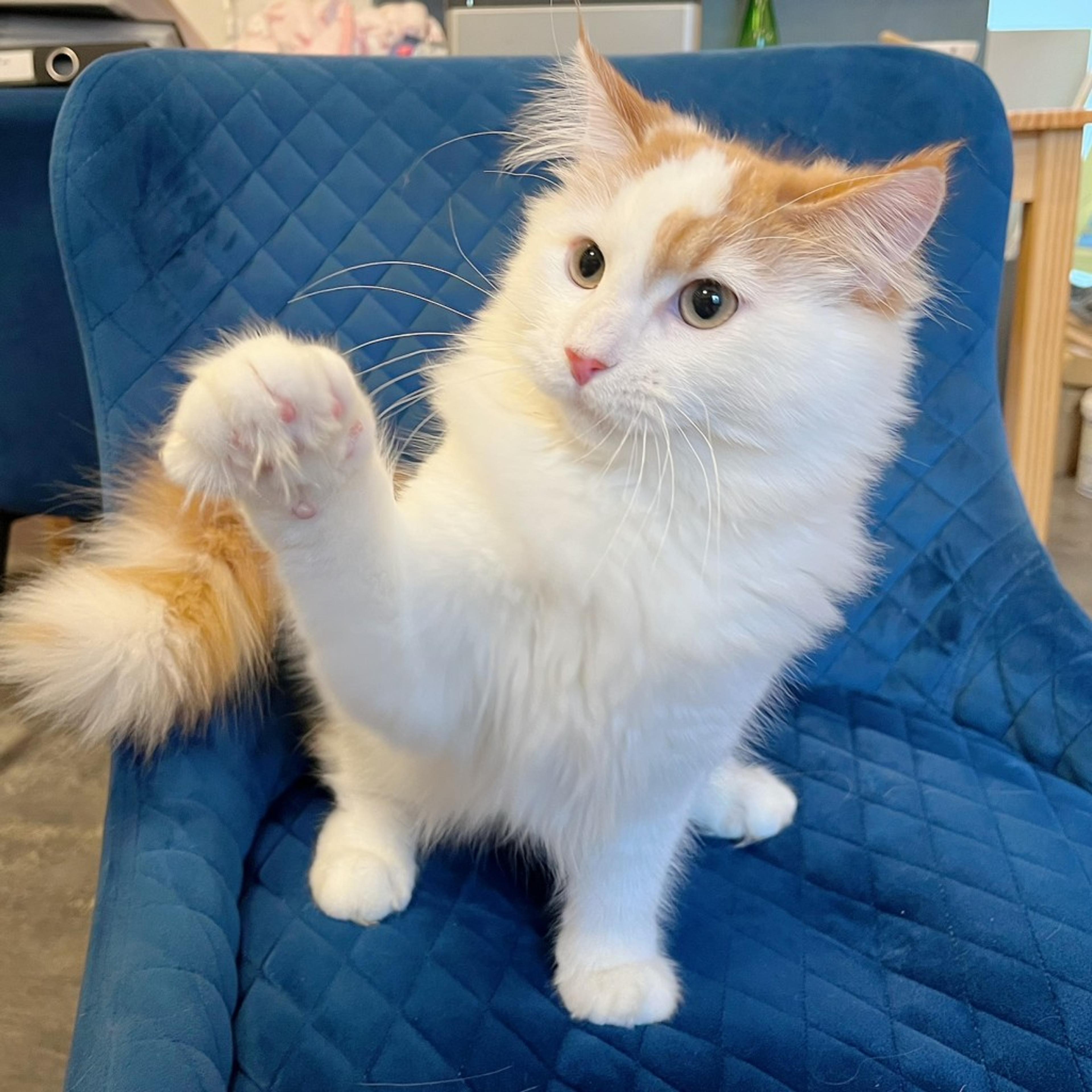 pet-image-6