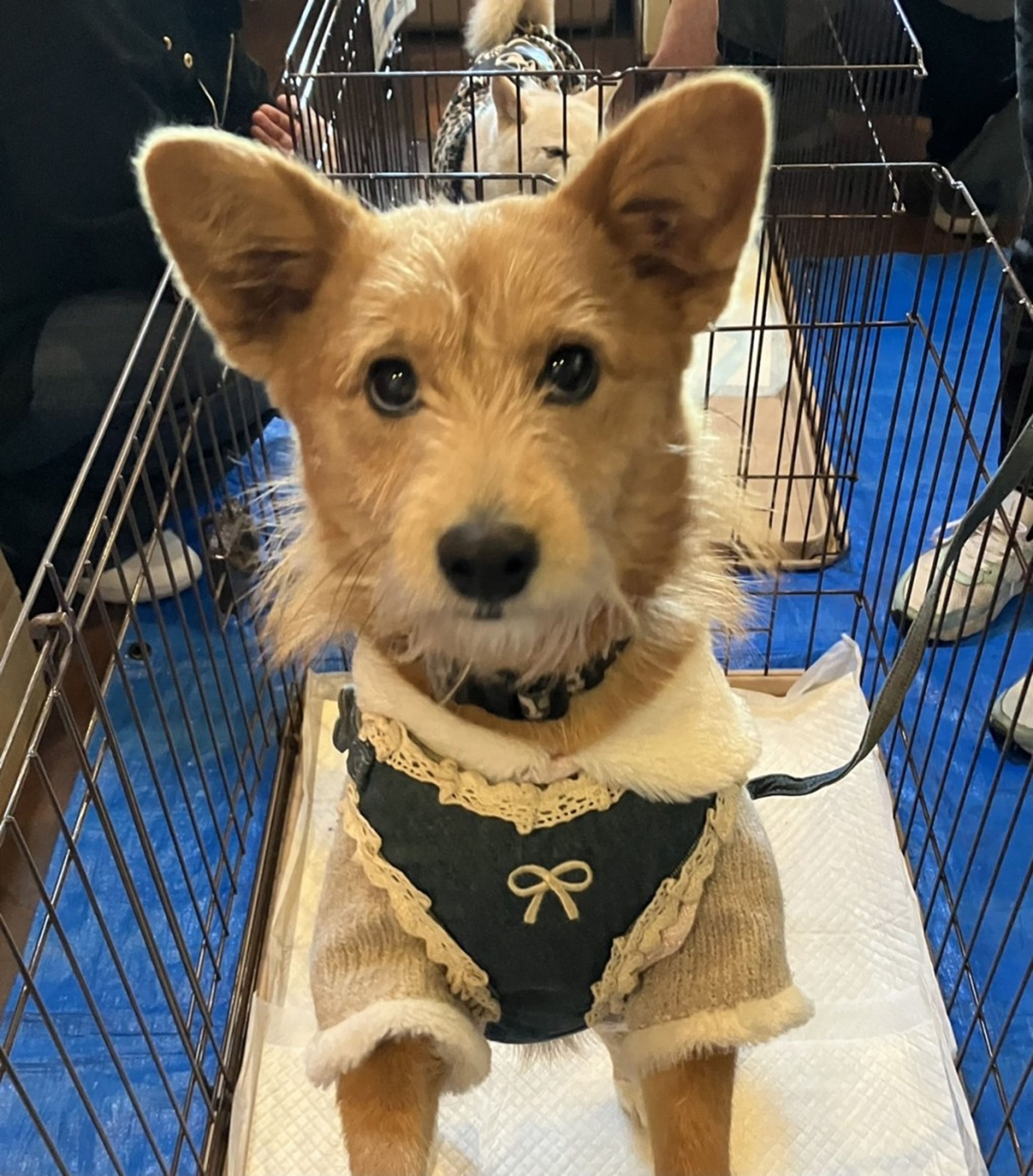 雑種（ミックス犬）・メスの里親募集の写真