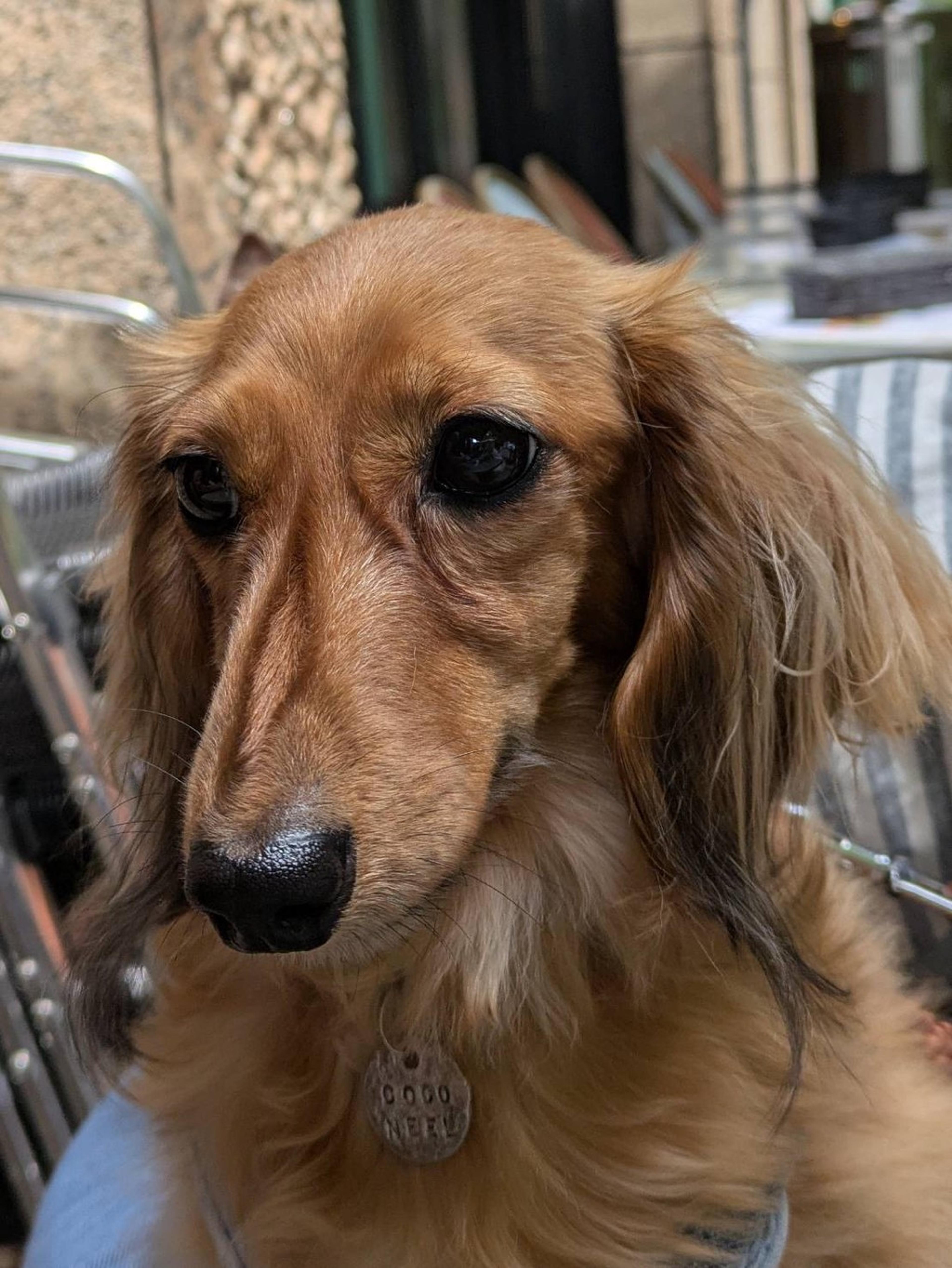 pet-image-2