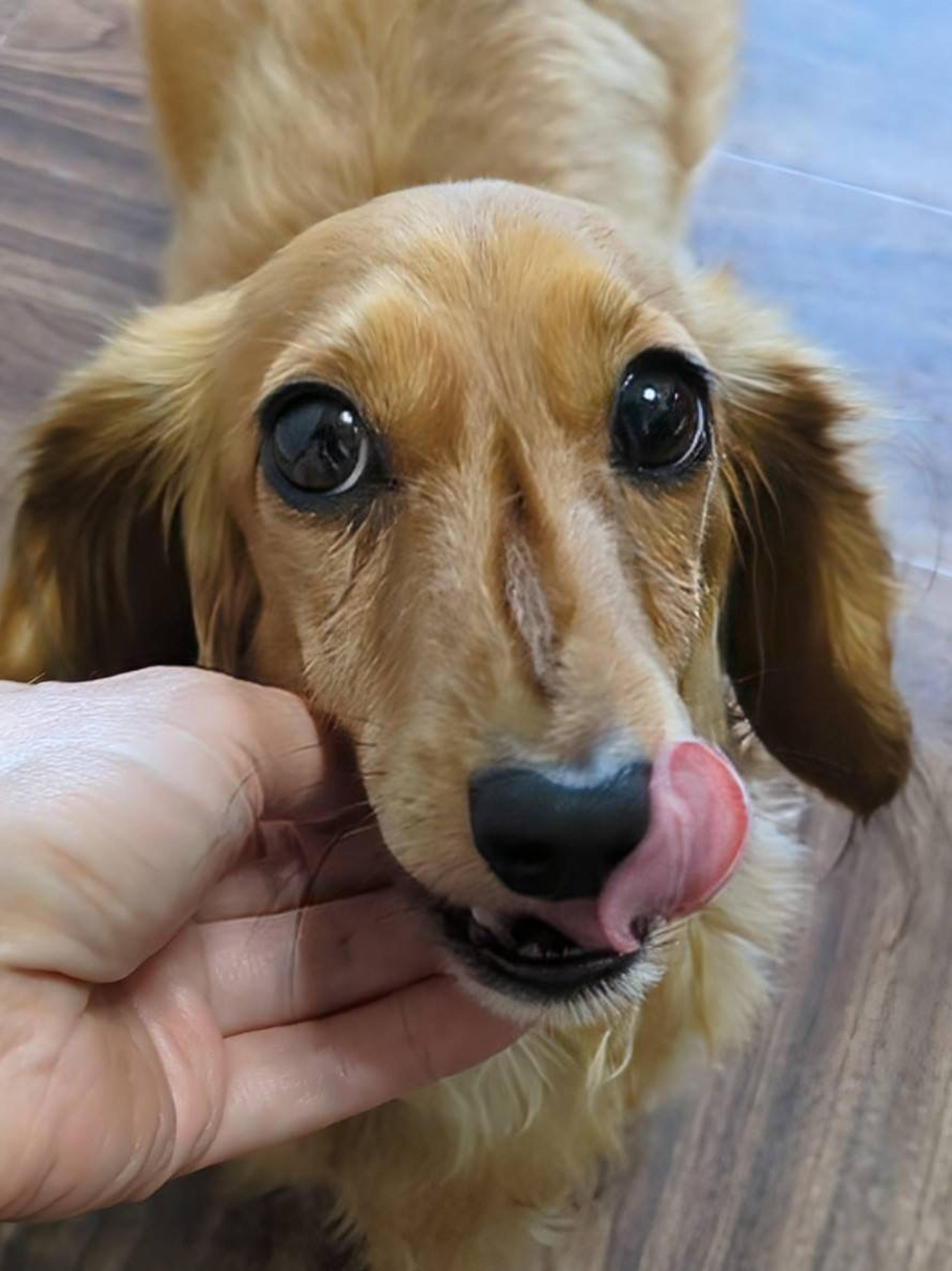 pet-image-5
