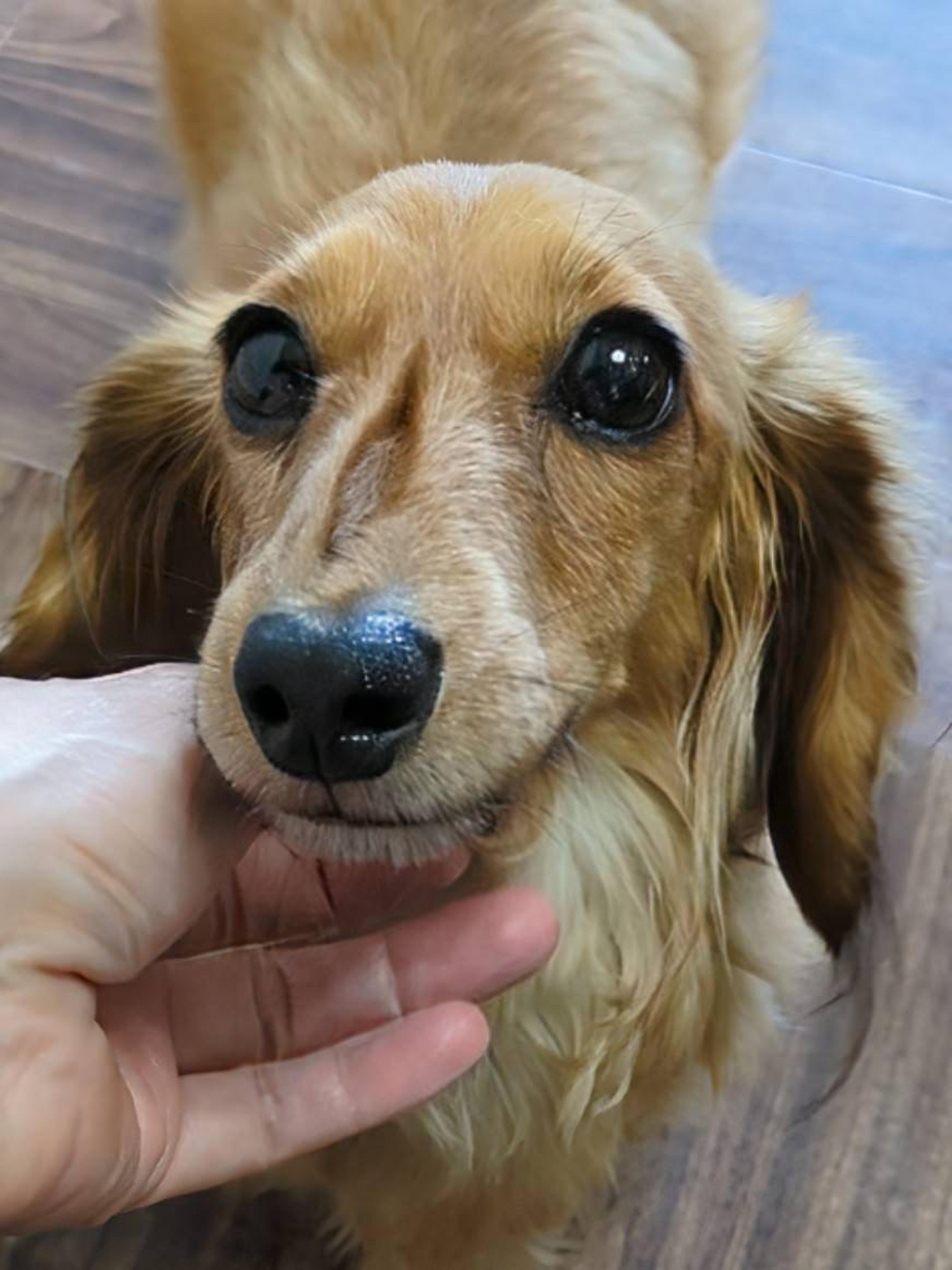 pet-image-4