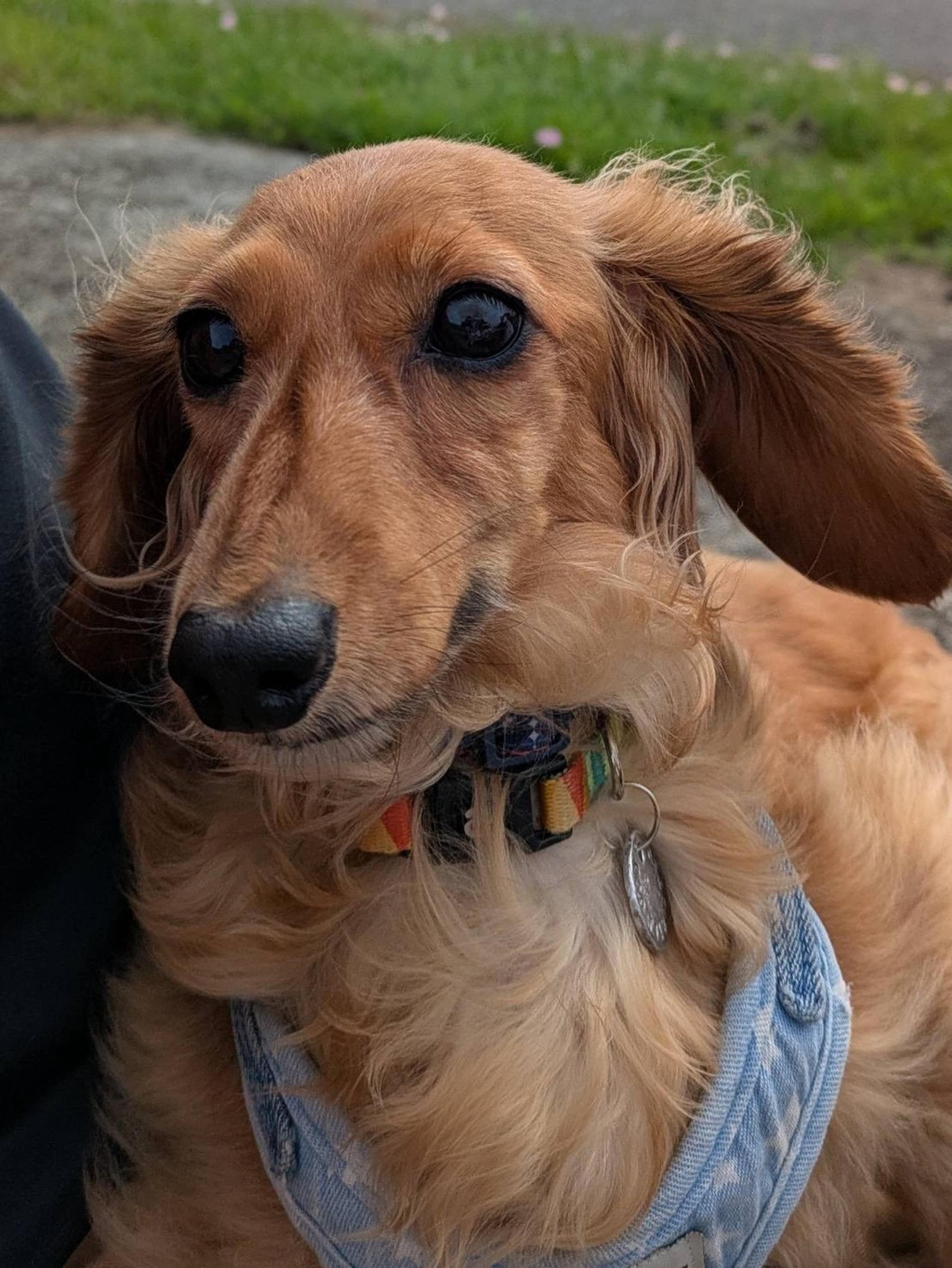 pet-image-3