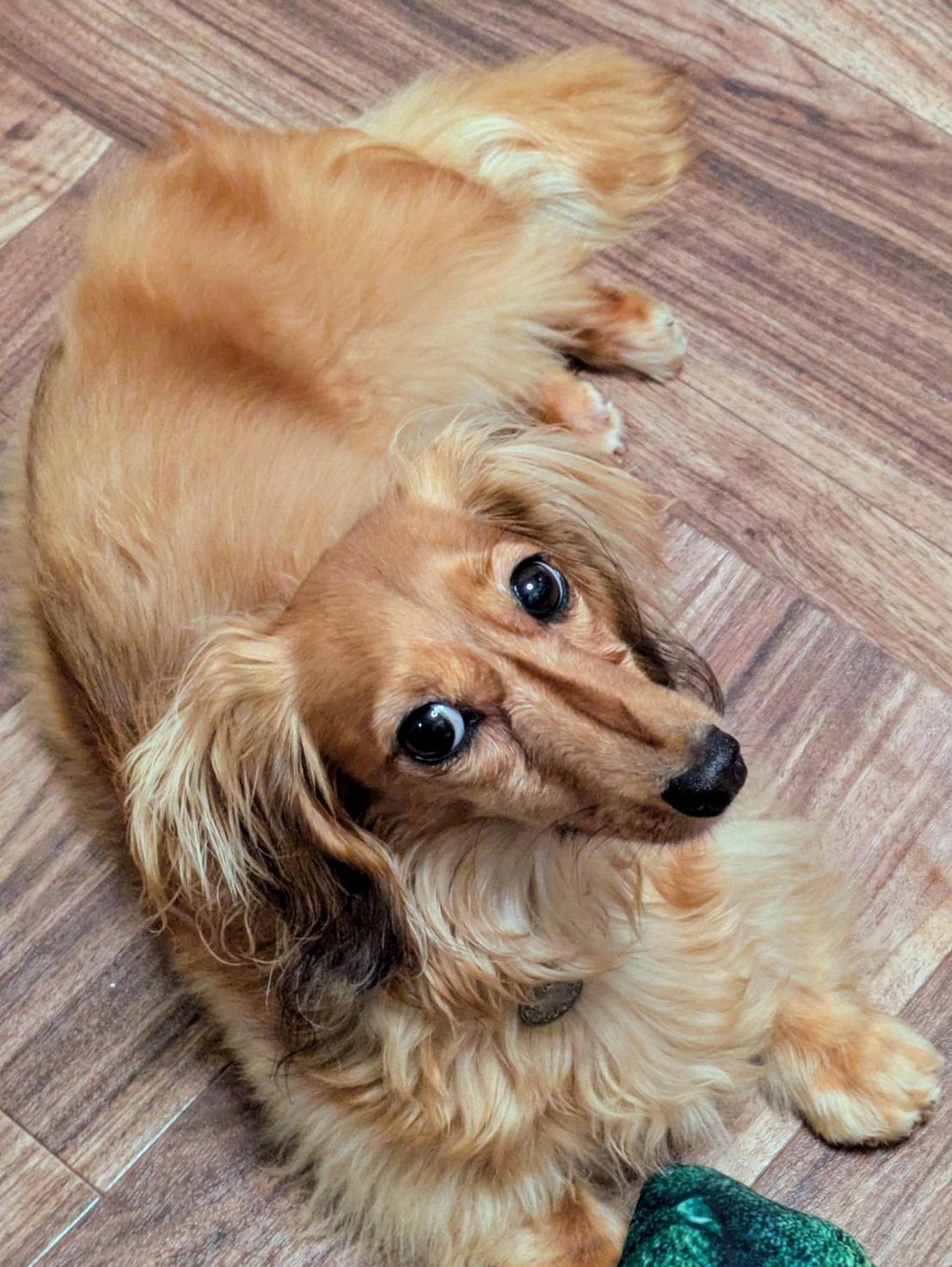 pet-image-6