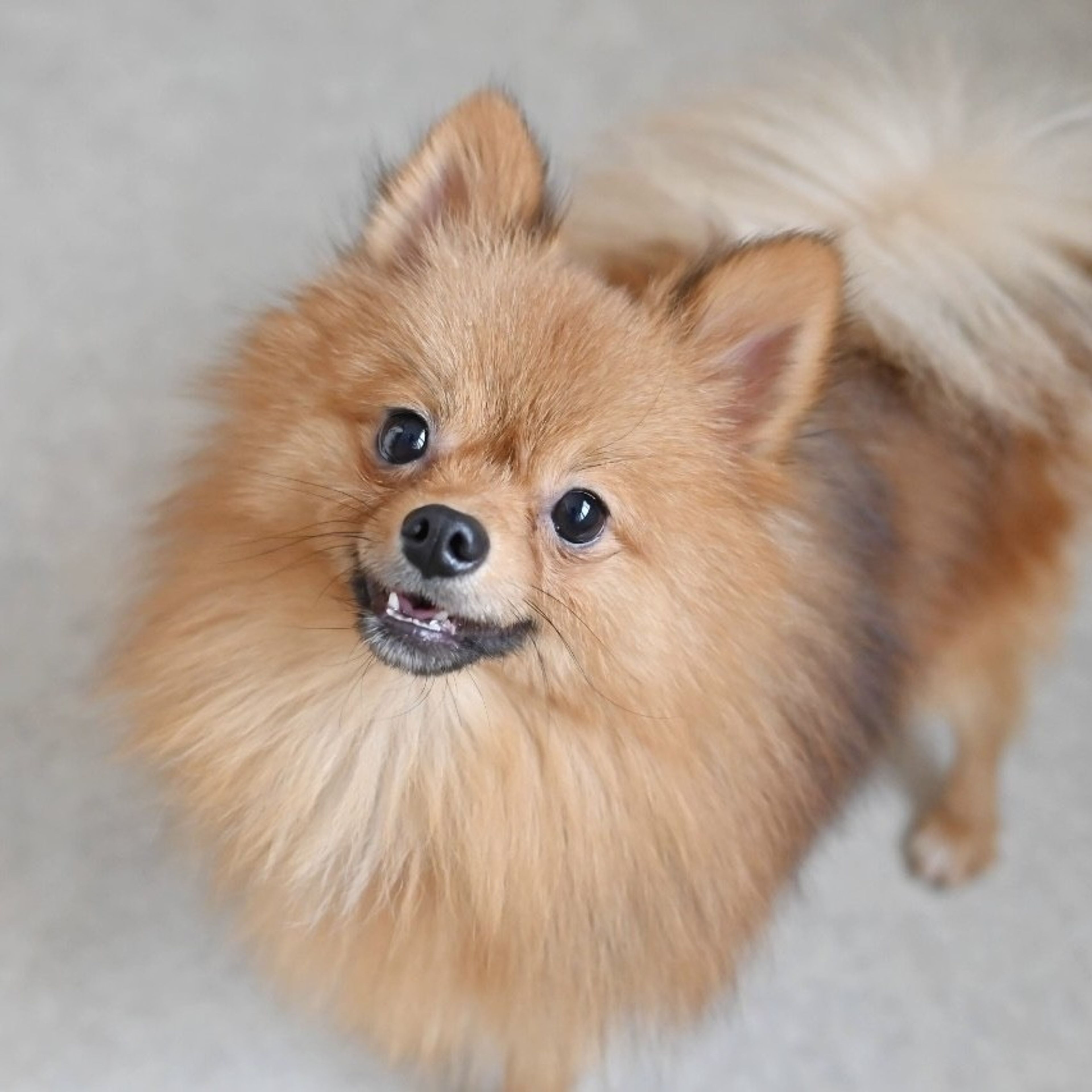 pet-image-3