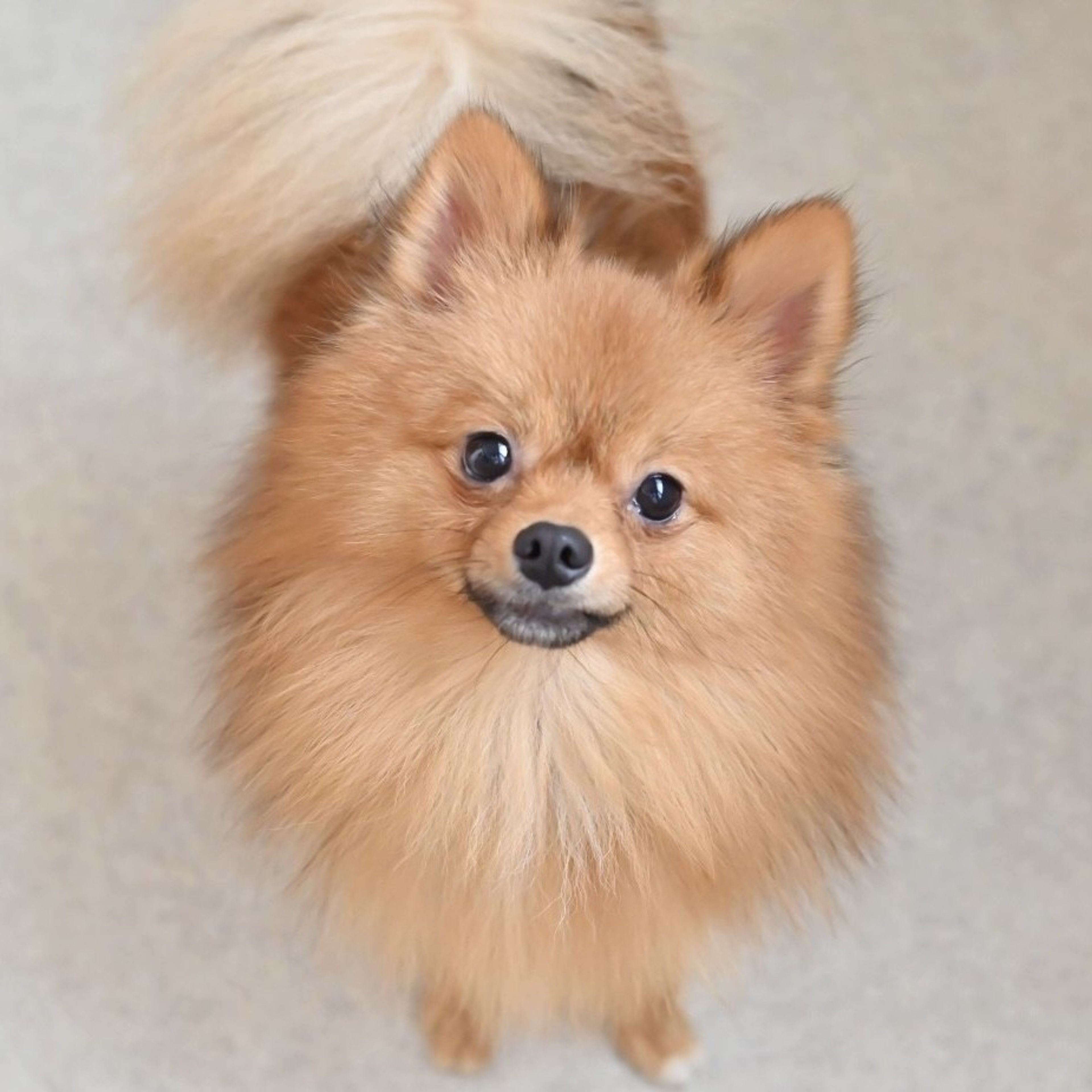 pet-image-4