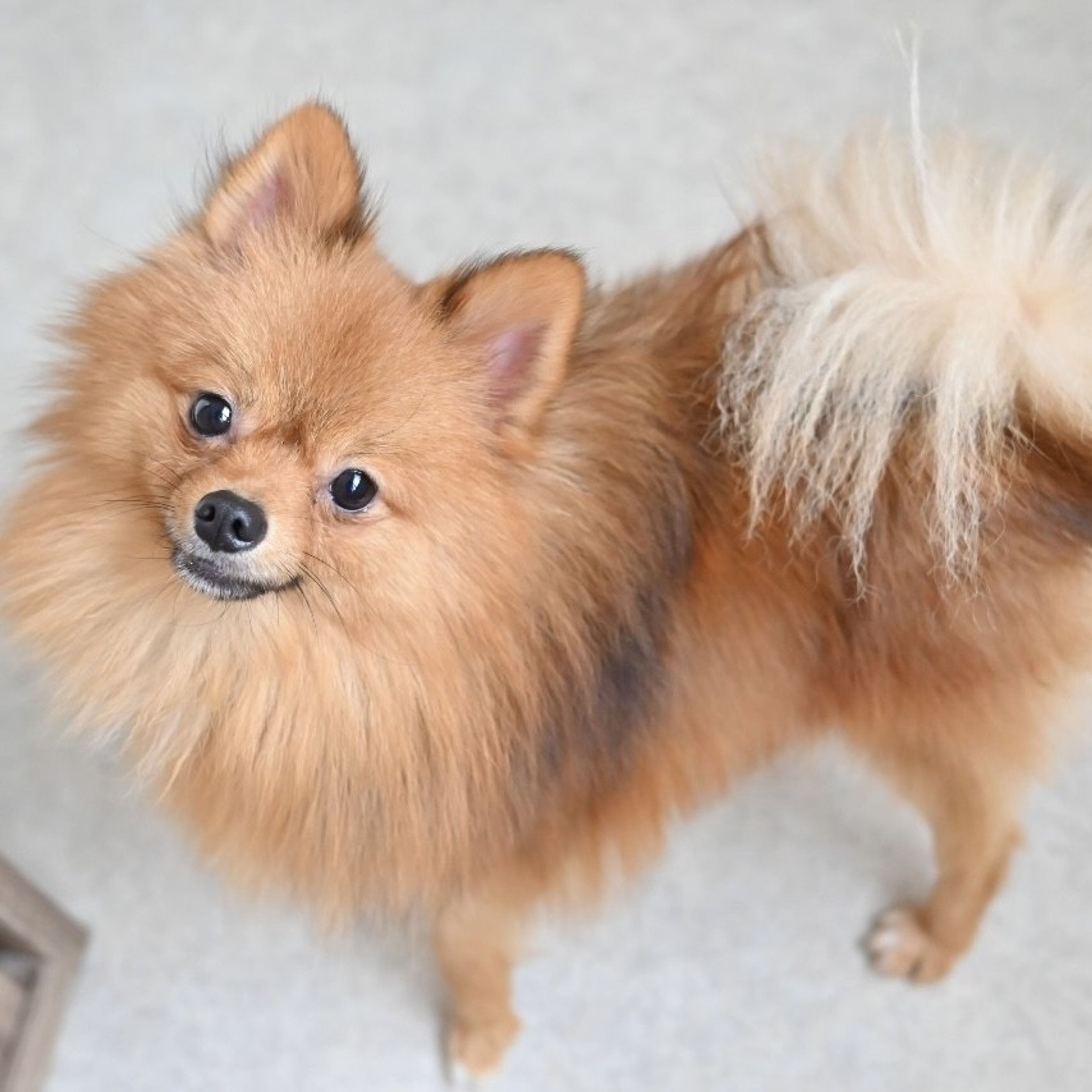 pet-image-5