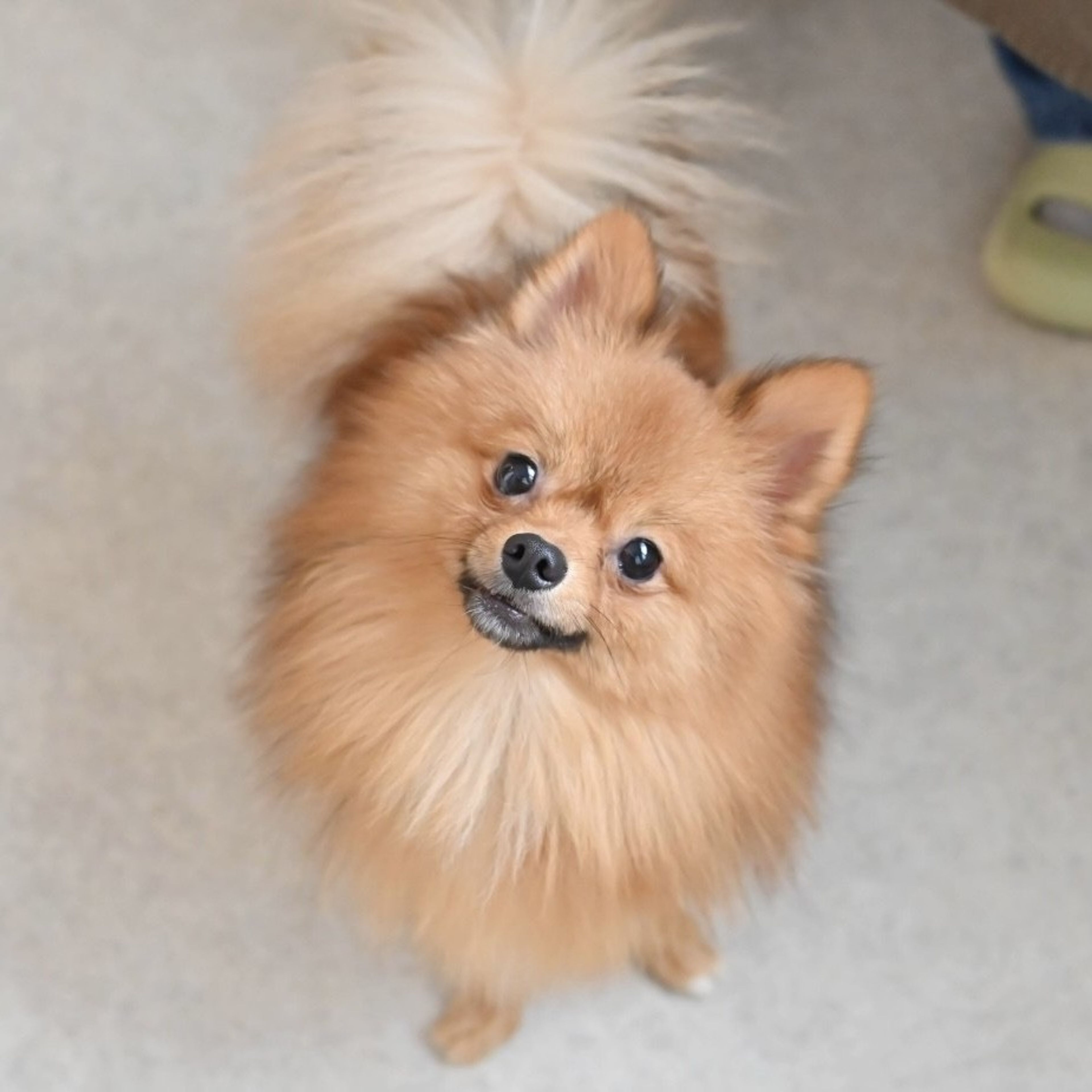 pet-image-6