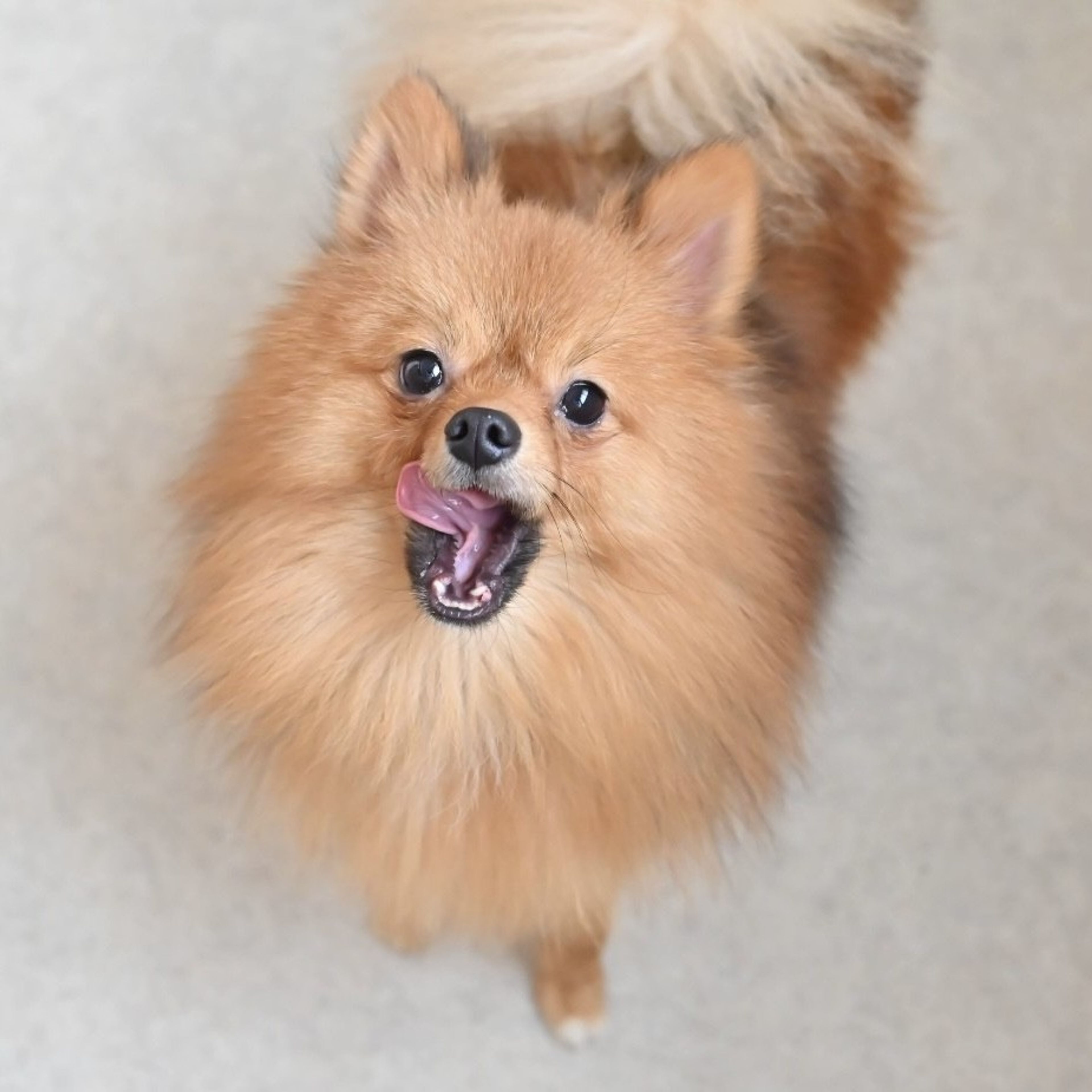 pet-image-7