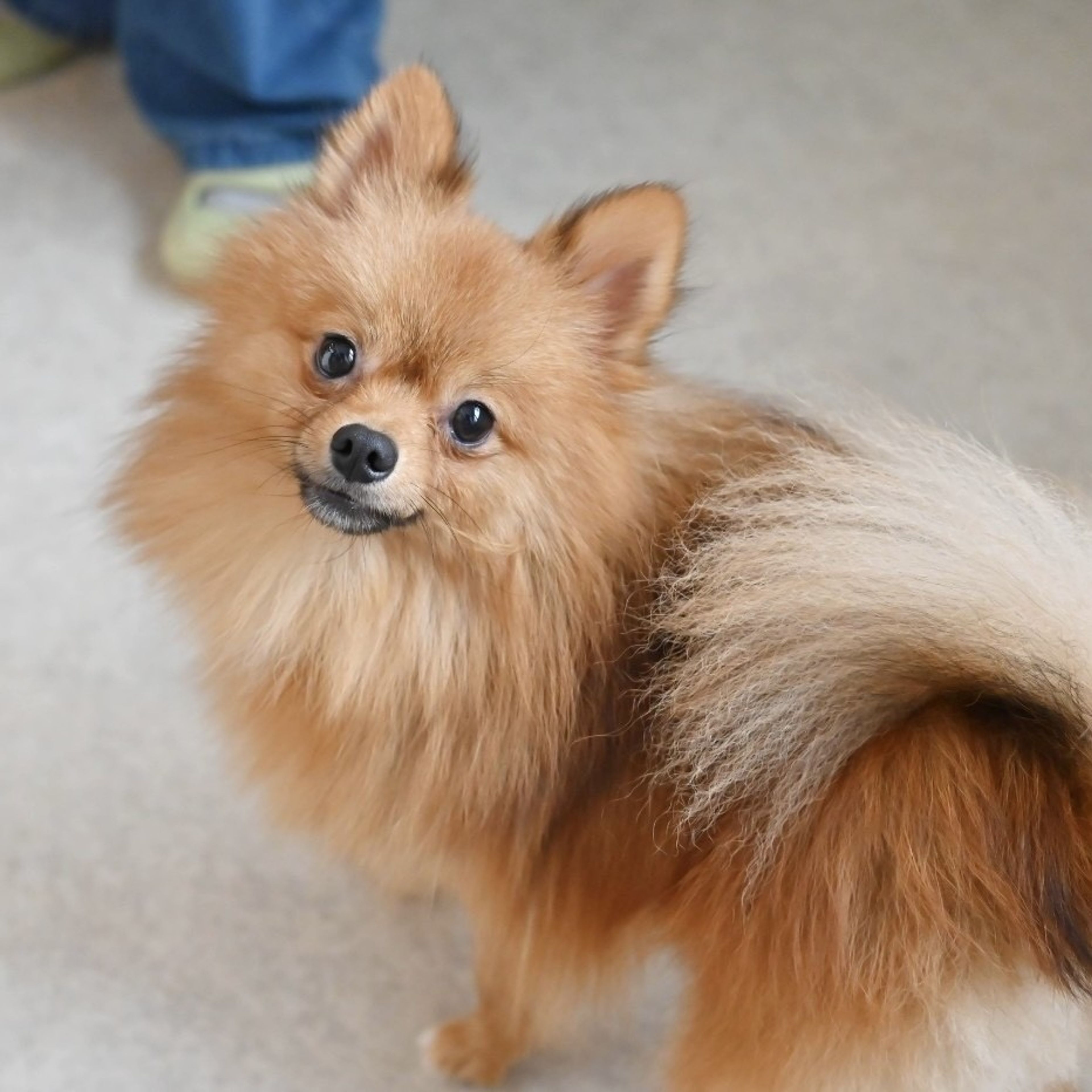 pet-image-2