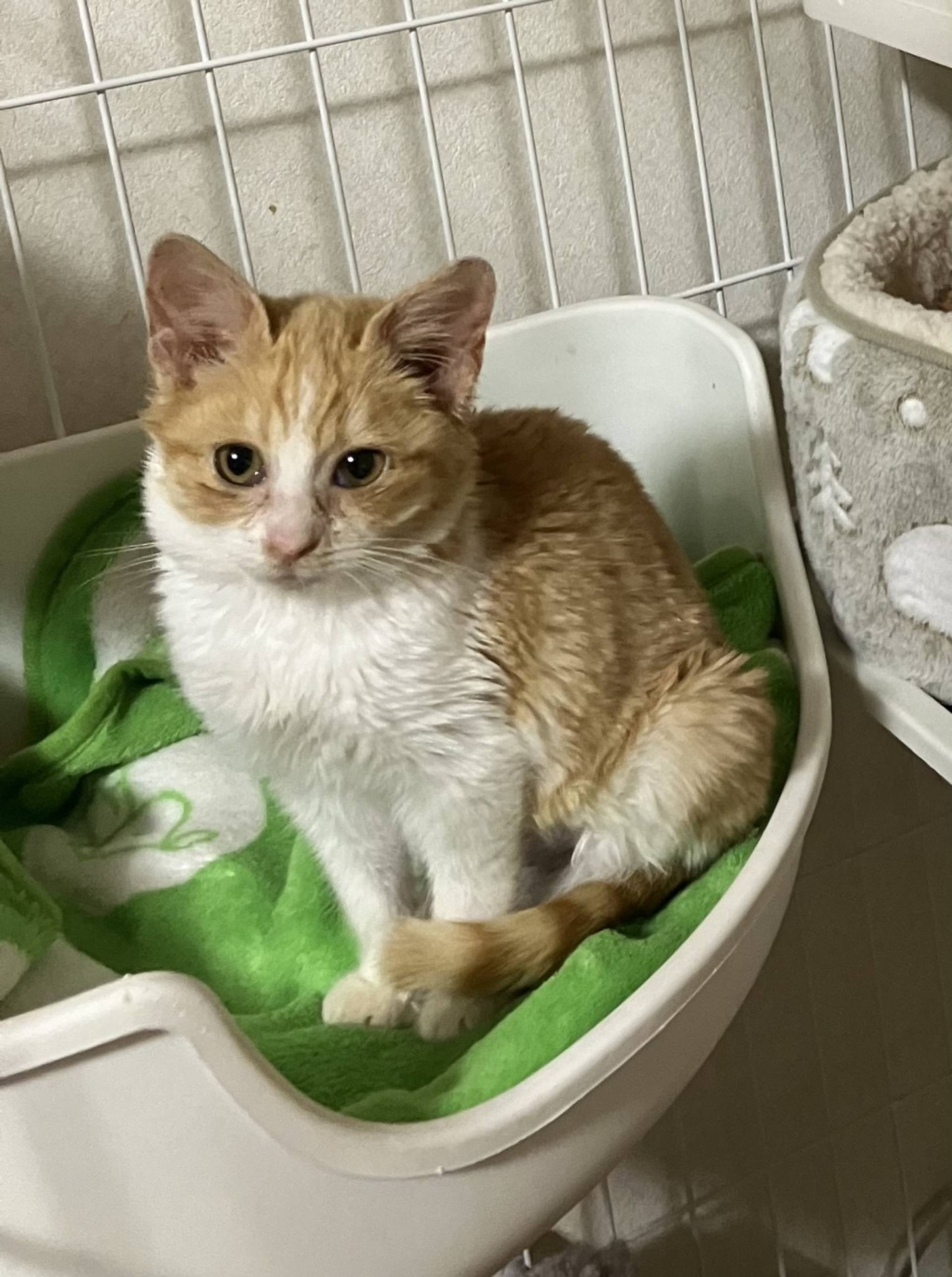 雑種（ミックス猫）・メスの里親募集の写真