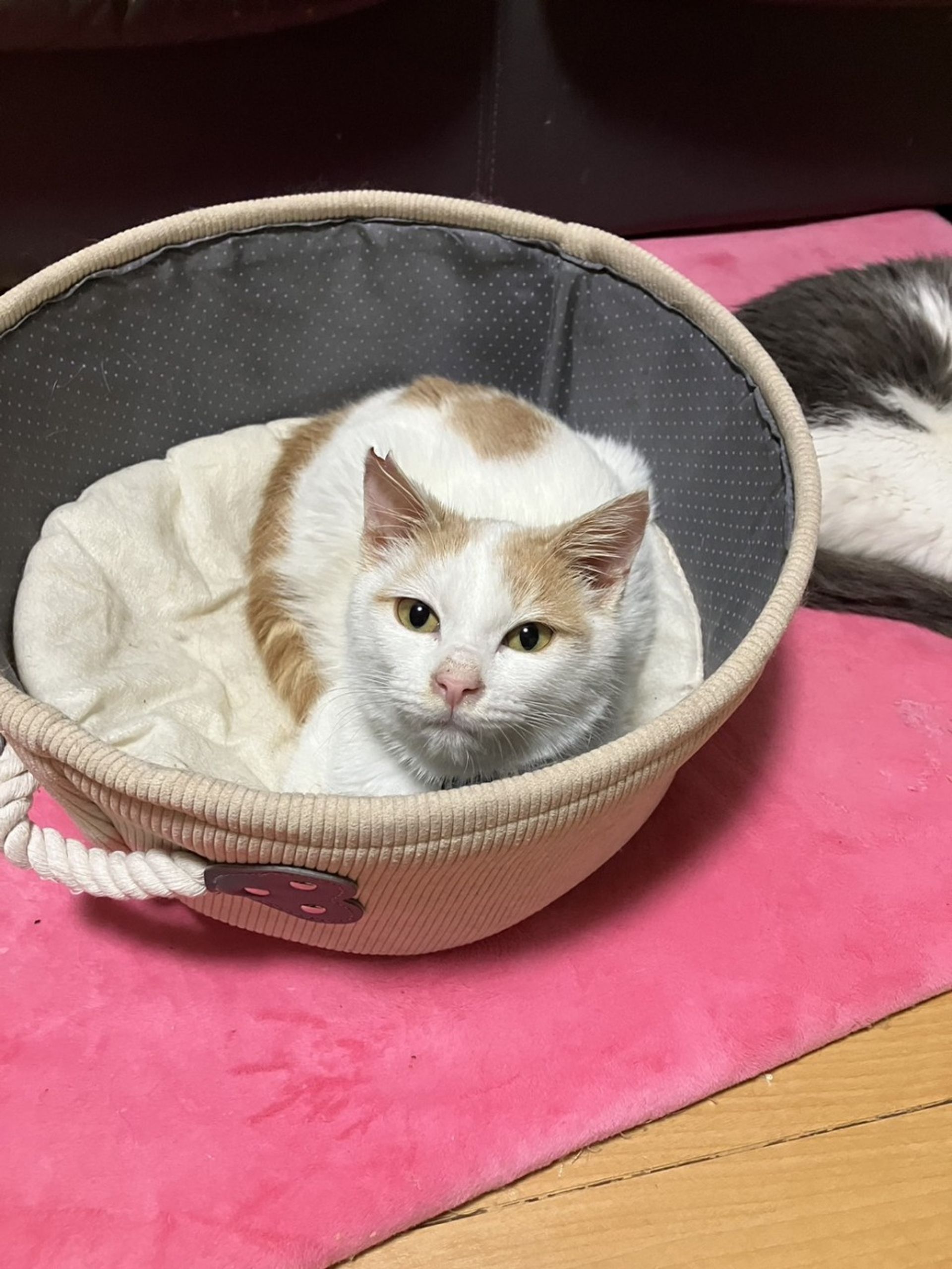 雑種（ミックス猫）・オスの里親募集の写真