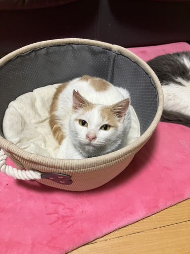 バロン