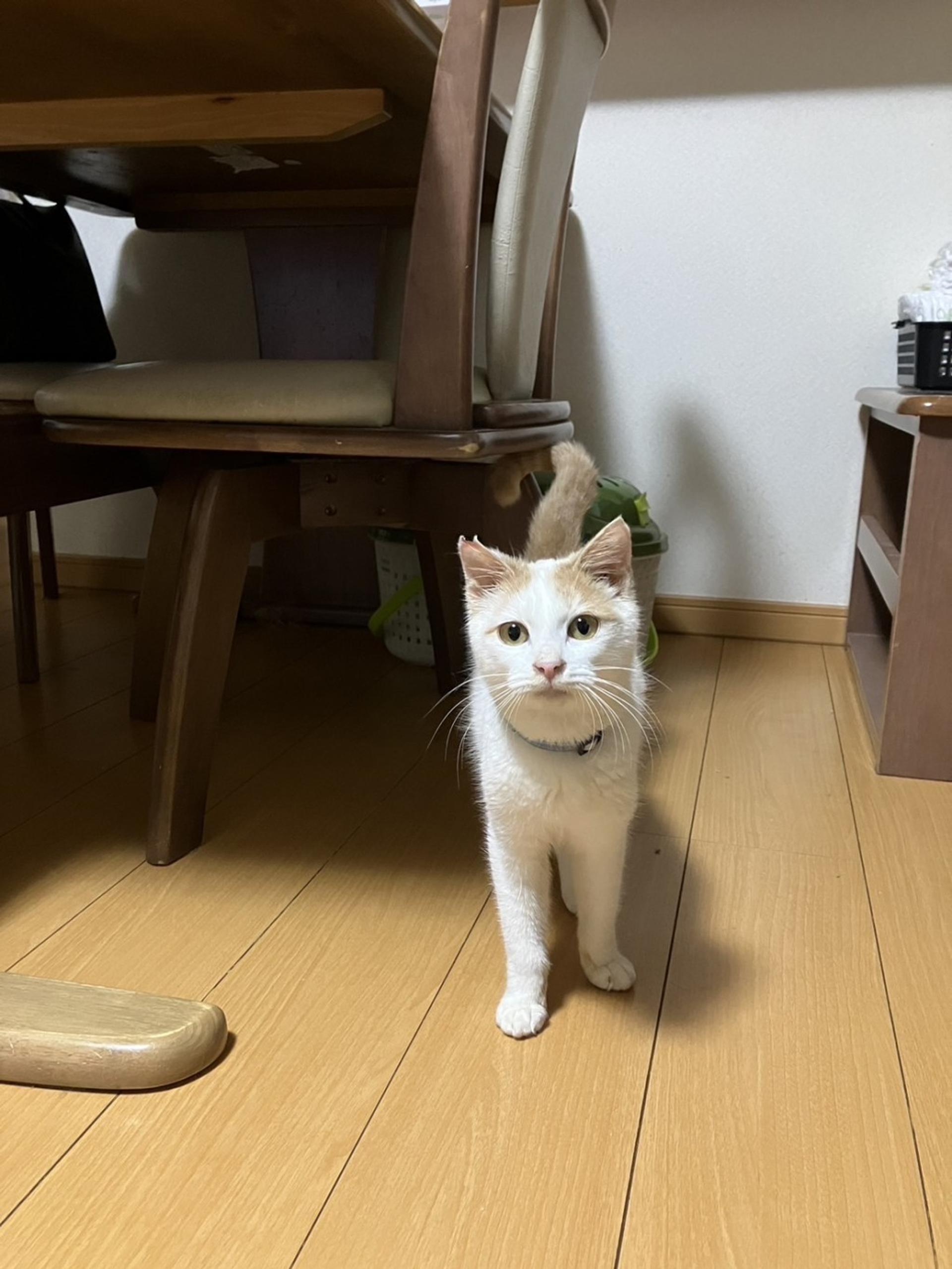 pet-image-2