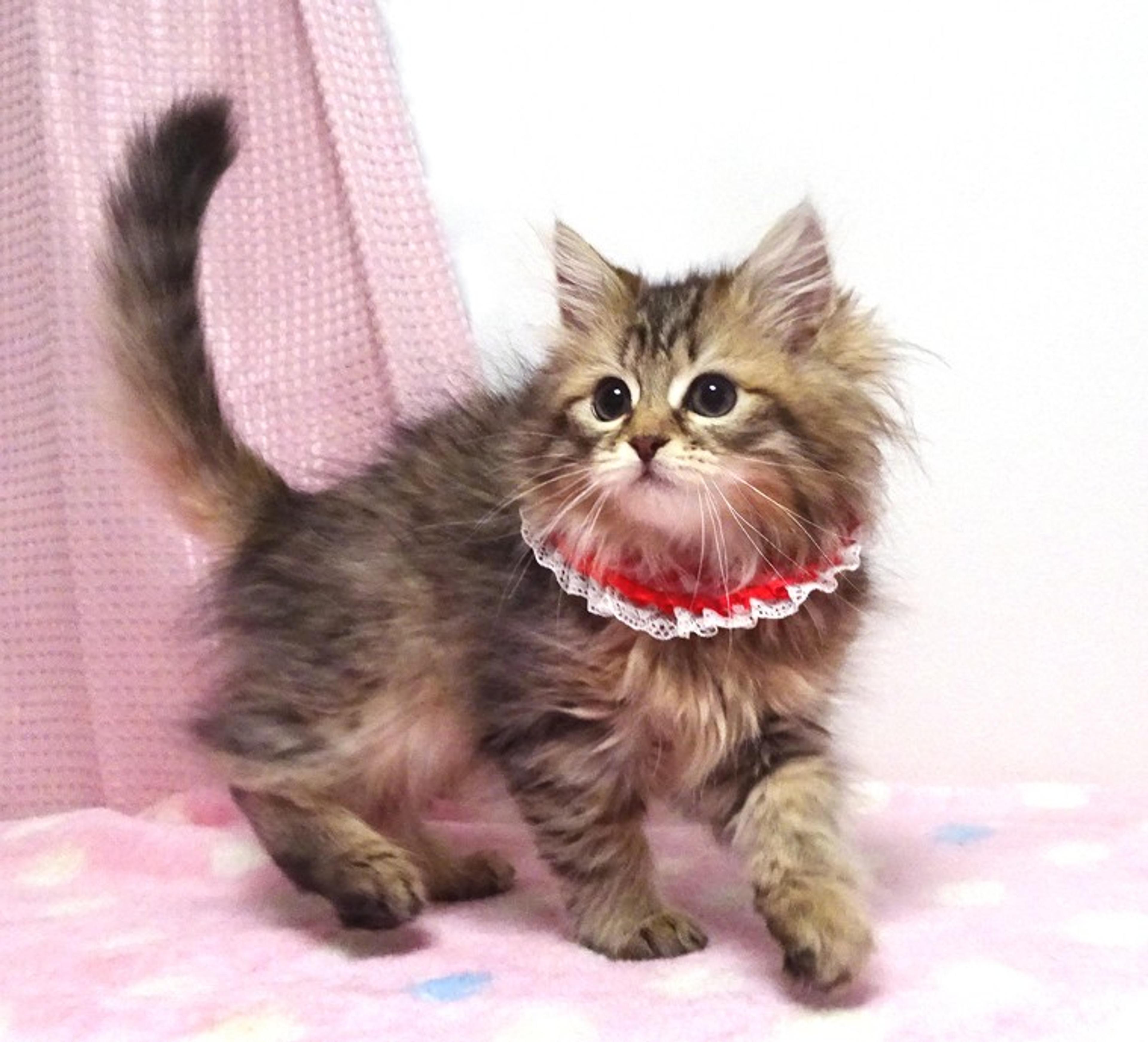 pet-image-2