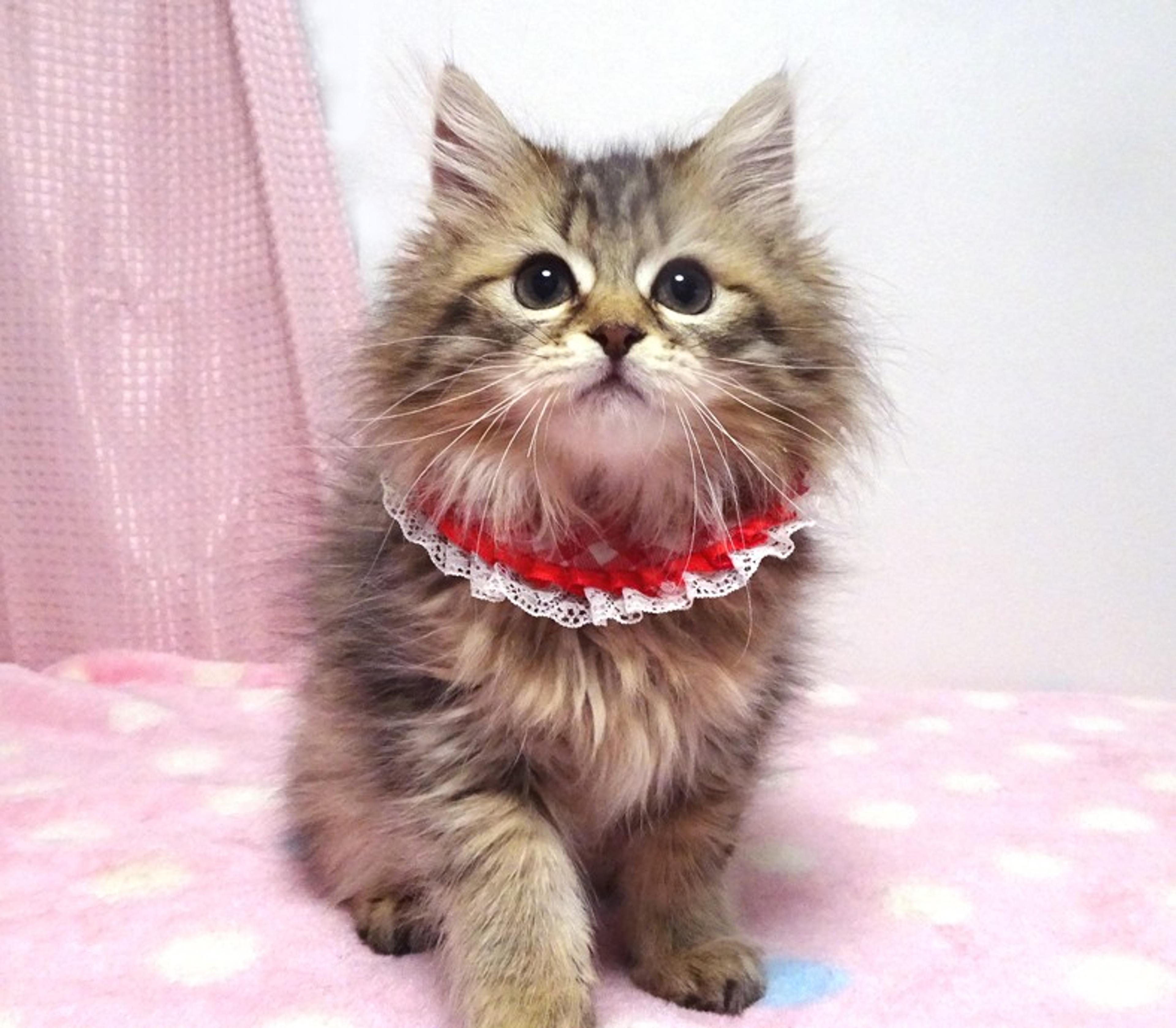 pet-image-3