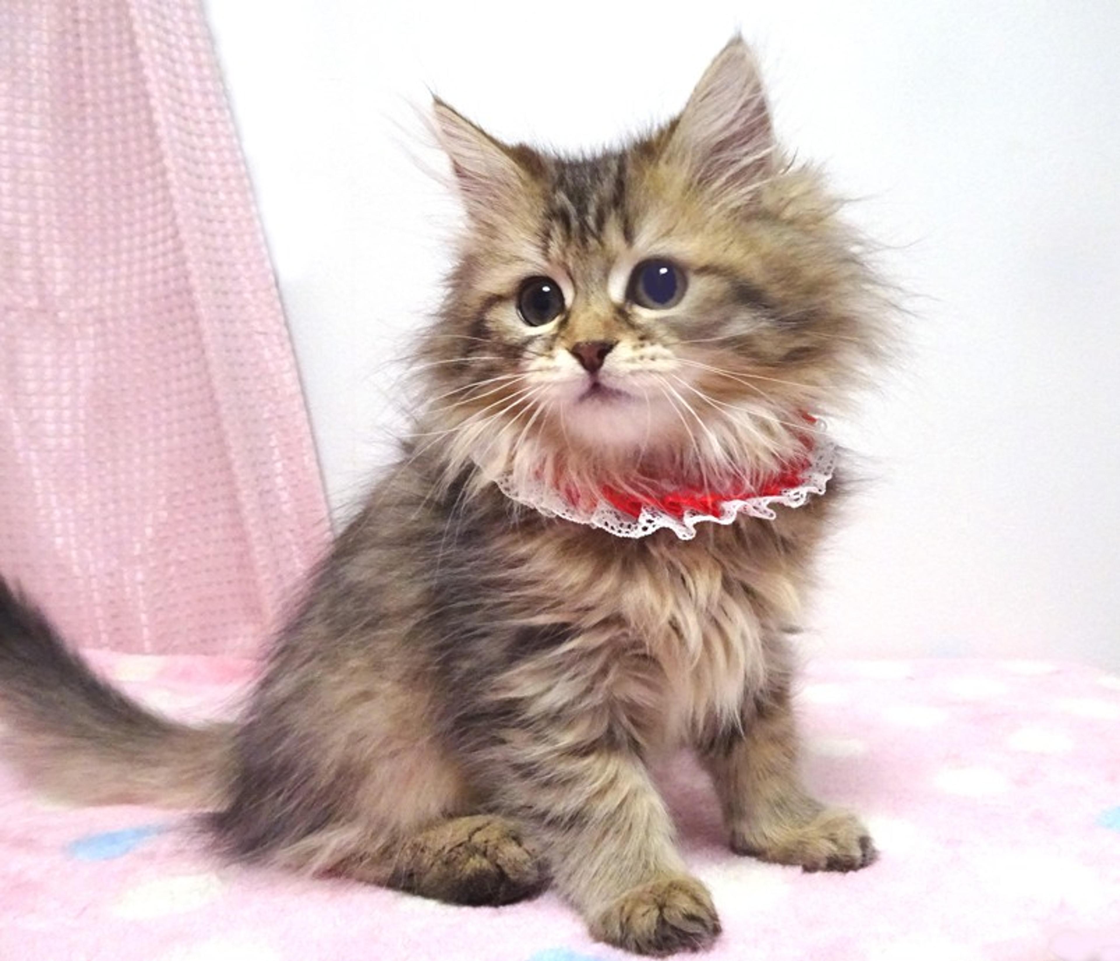 pet-image-4