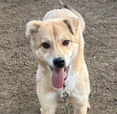 雑種（ミックス犬）・オスの里親募集の写真